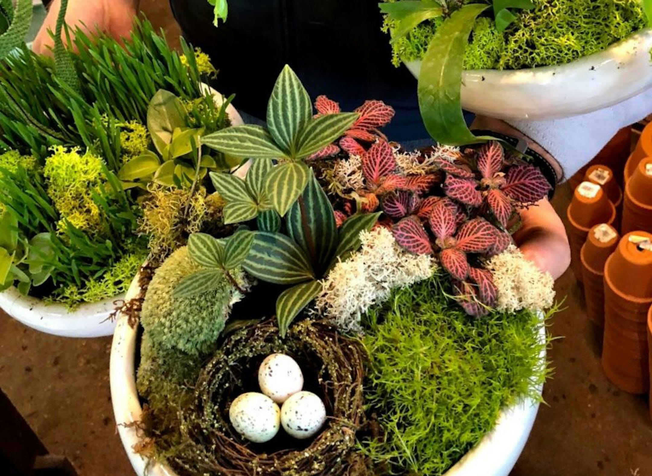 Spring Botanical Centerpiece workshop at Tangletown Gardens April 6. Provided