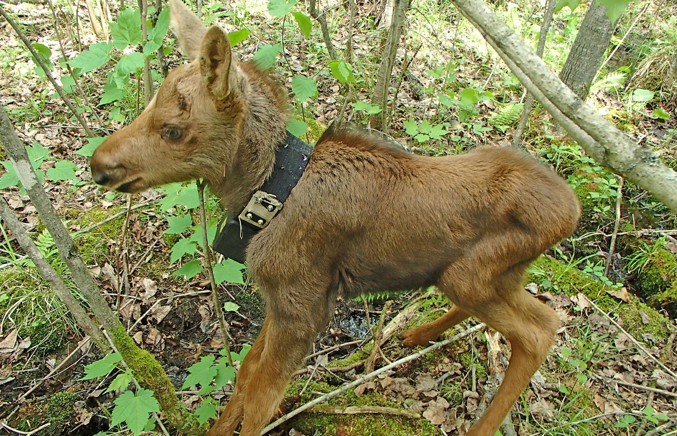 This May 2014 photo provided by the Minnesota Department of Natural Resources, shows a days-old moose calf fitted with an collar that expands as the animal grows taken near Isabella, Minn. Wildlife biologists trying to find answers about northeastern Minnesota&#x221a;&#x2260;s declining moose population were dismayed at how many moose mothers would abandon their calves shortly after researchers attached GPS tracking collars to the newborns. They&#x221a;&#x2260;re now cautiously hopeful that they