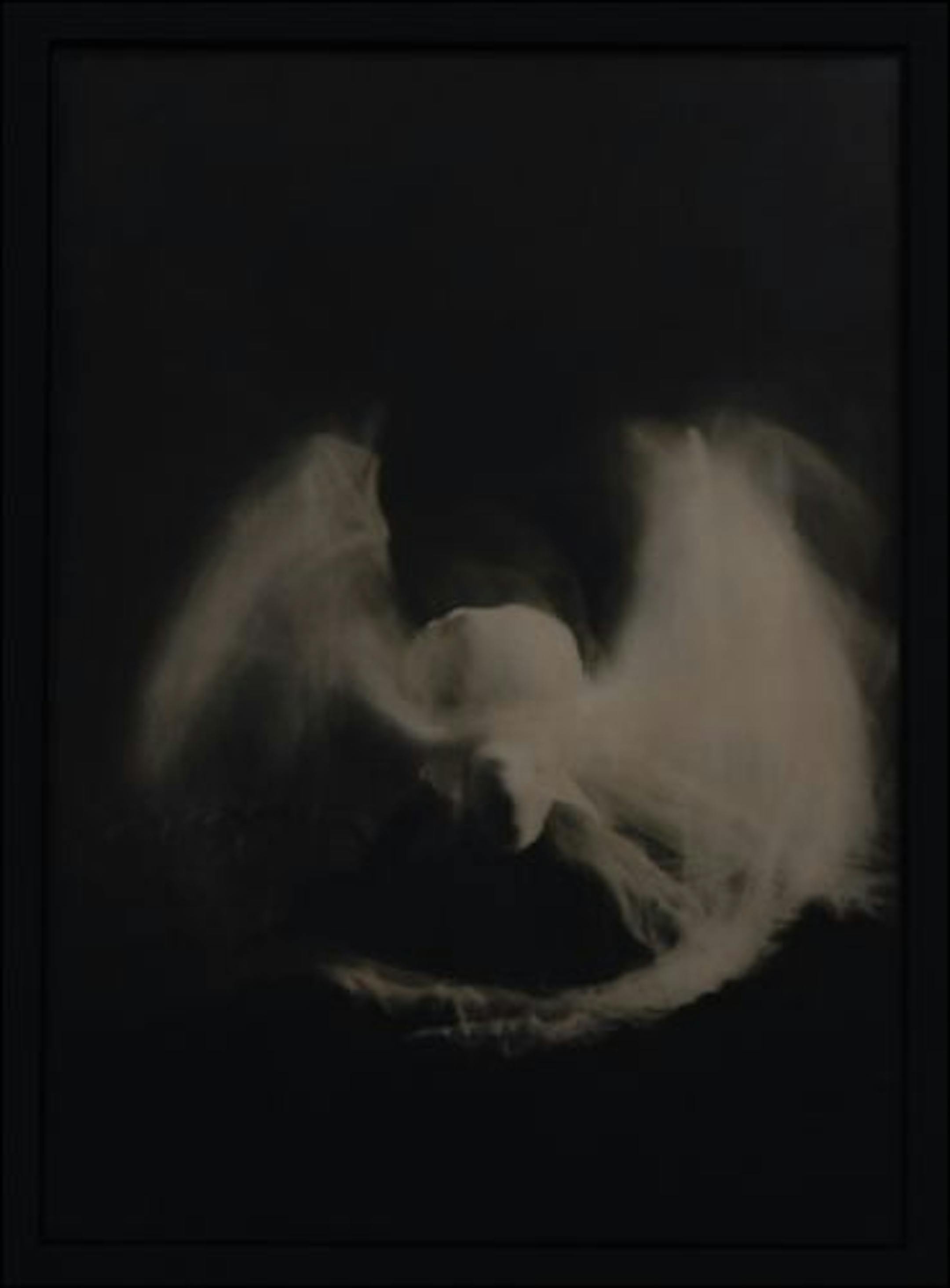 "Frenzy" by Jennifer Onofrio