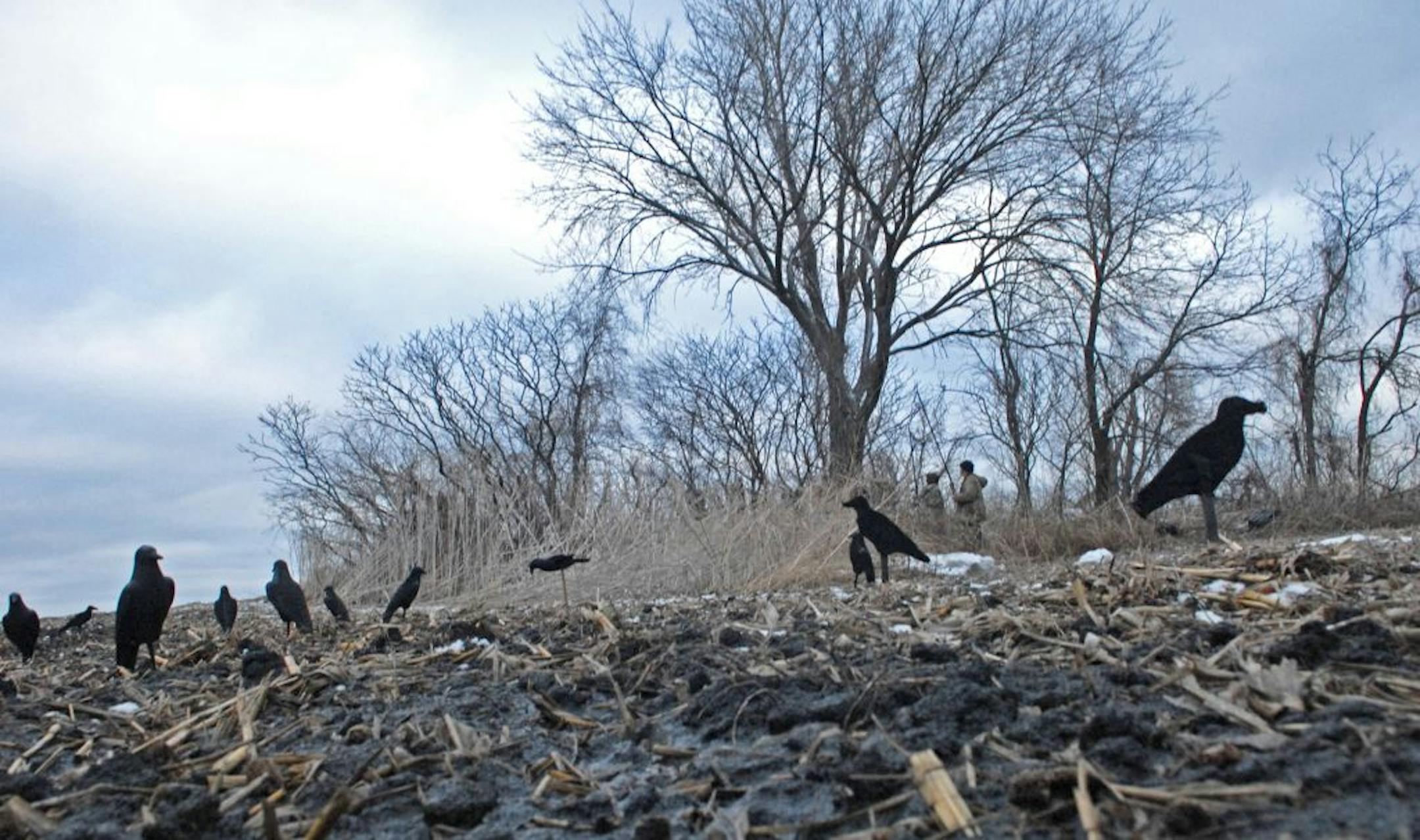 Hiding in a small woodlot not far from Rochester, Wendell and Galina Diller look for crows that might be attracted to within gunshot range by their decoys.