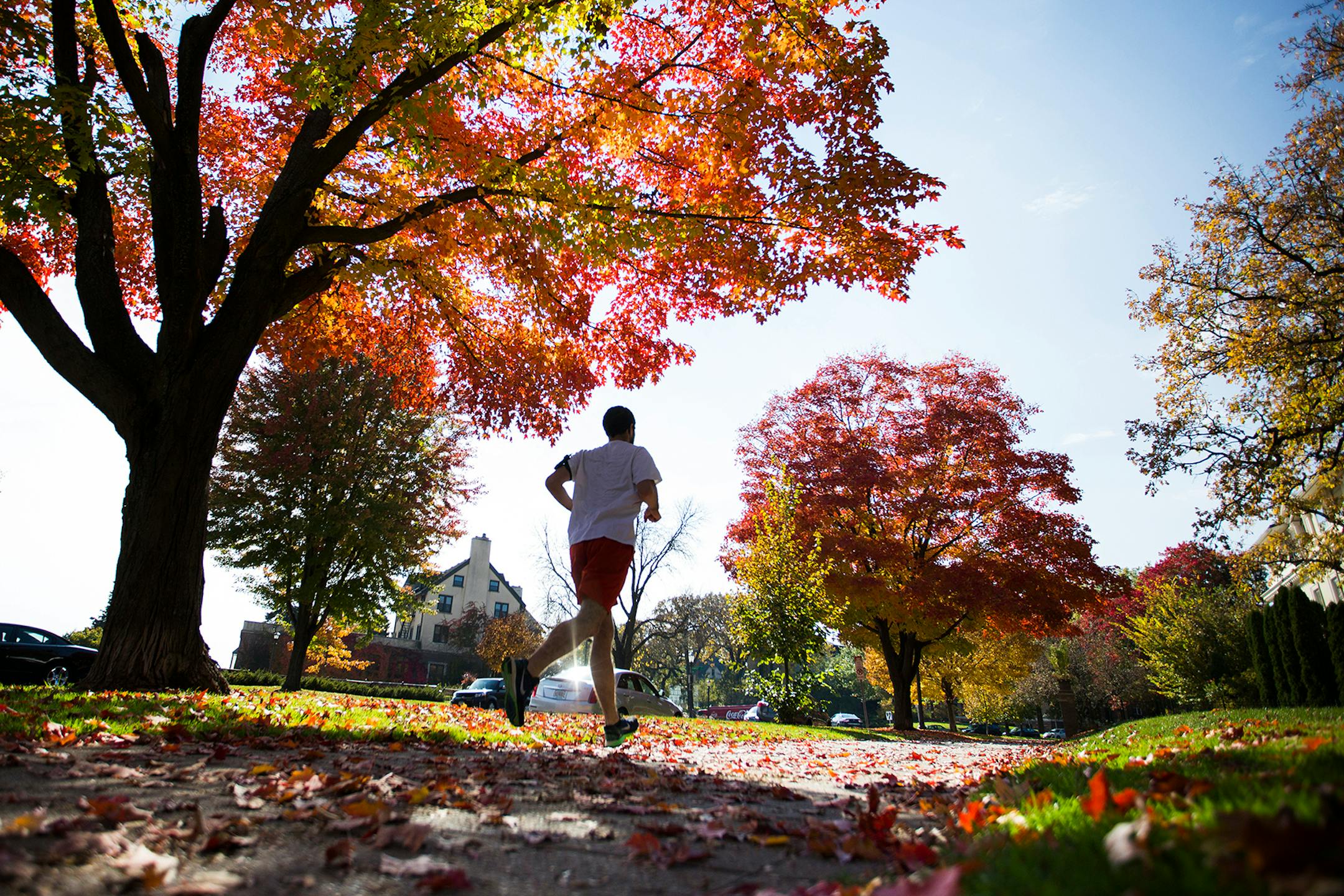 A maple tree ablaze in fall colors lights the path for a jogger on Summit Avenue in St. Paul.