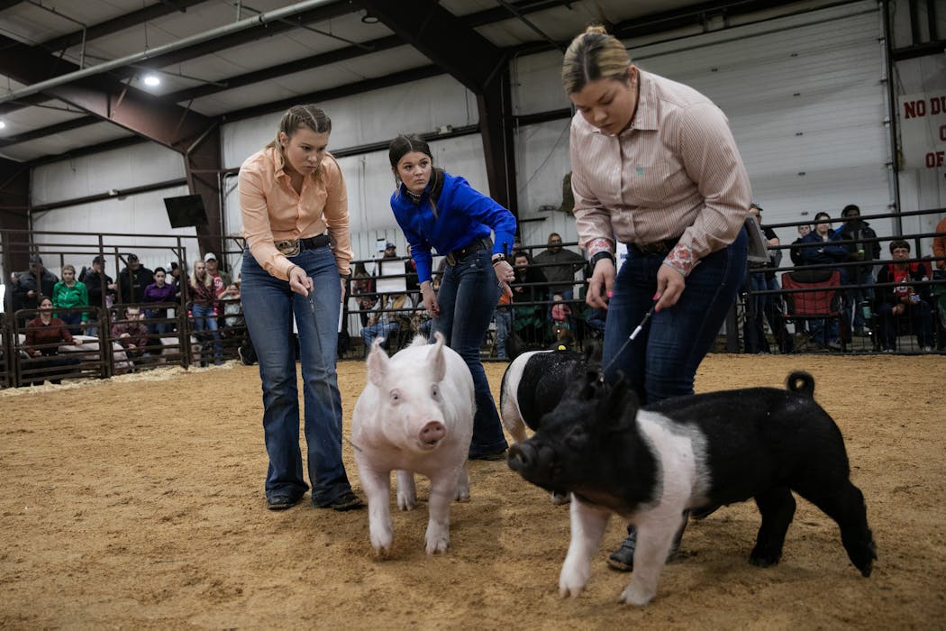  Teenage handlers at the youth swine exhibition at the Perry County Fairgrounds display their showmanship skills, in New Lexington, Ohio, April 29, 2023.