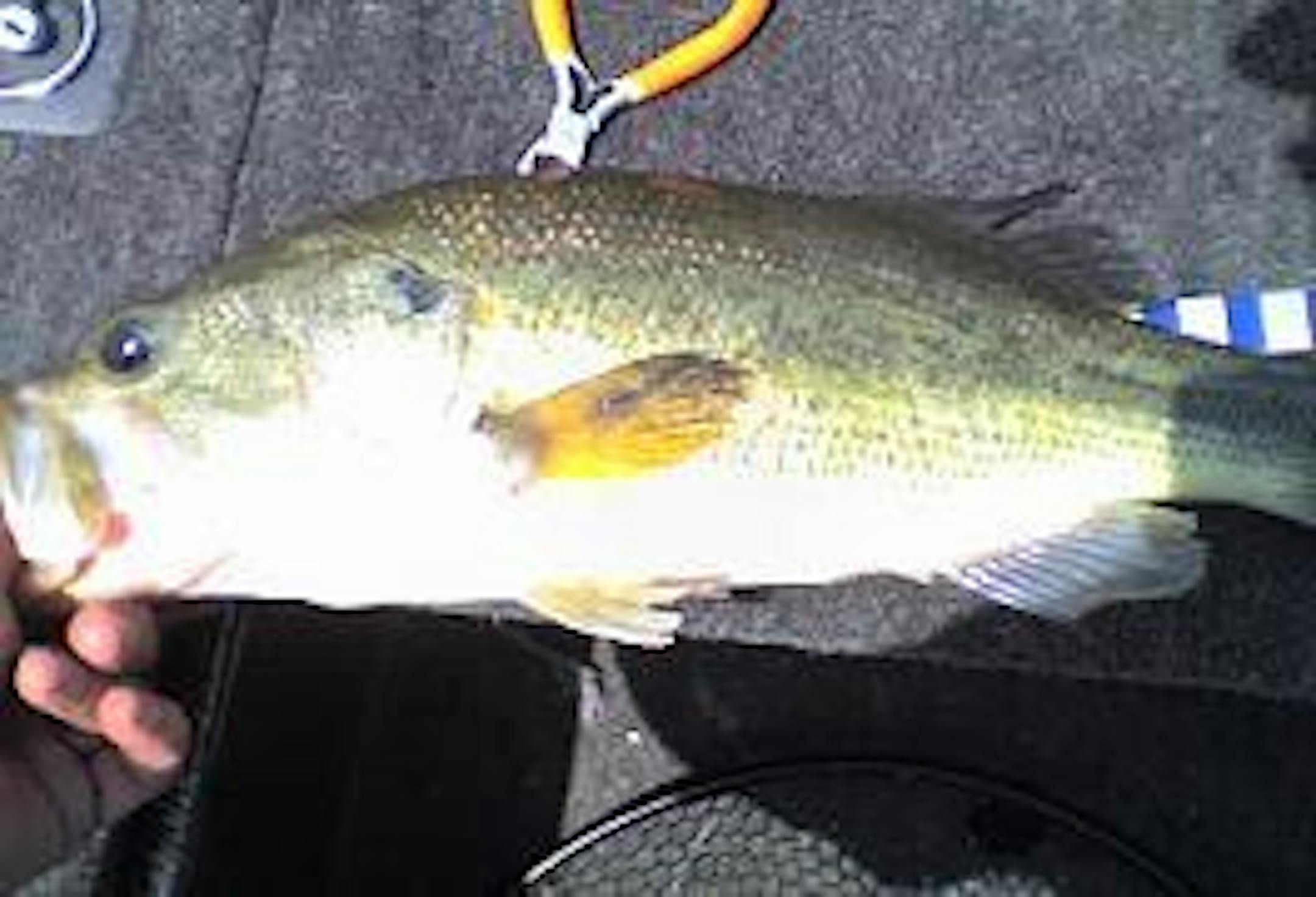 Pool 4 Swim Jig Largemouth