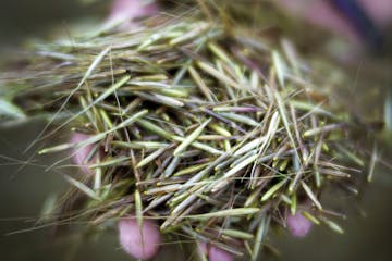 Wild rice grows exclusively in some parts of the Great Lakes states, primarily Minnesota. Richard Tsong-Taatarii/Richard.tsong-taatarii@startribune.co