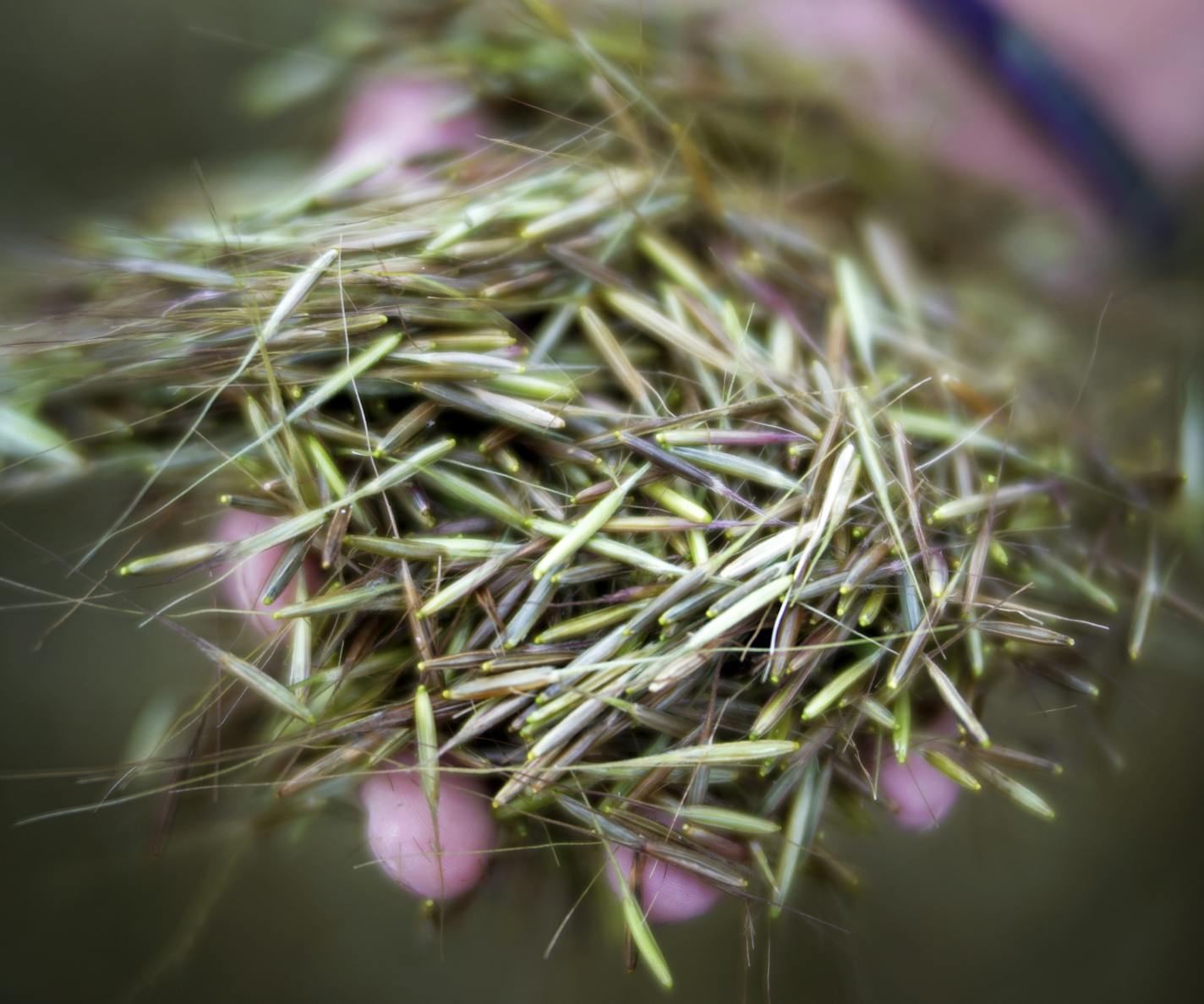 Wild rice grows exclusively in some parts of the Great Lakes states, primarily Minnesota. Richard Tsong-Taatarii/Richard.tsong-taatarii@startribune.com