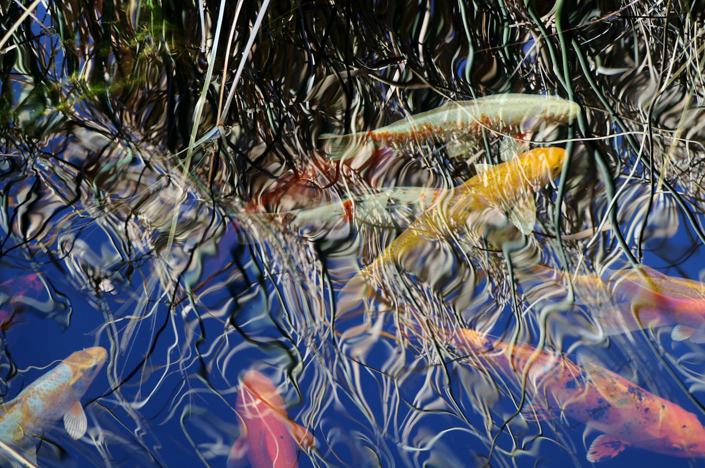 Coy fish in large pond provide mesmerizing movement of color and light. (Jean Hopfensperger)