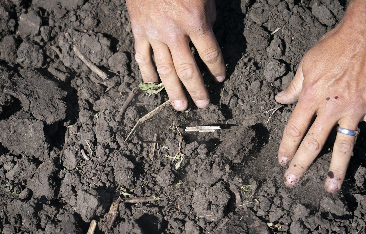 Brent Fuchs dug in the dirt to see the soybeans in a freshly planted field around his farm in Faribault, Minn., on Monday, June 10, 2019. He thought the field was still chunkier than he wanted to plan but this is the latest he has ever waited to plant. ] RENEE JONES SCHNEIDER &#xa5; renee.jones@startribune.com