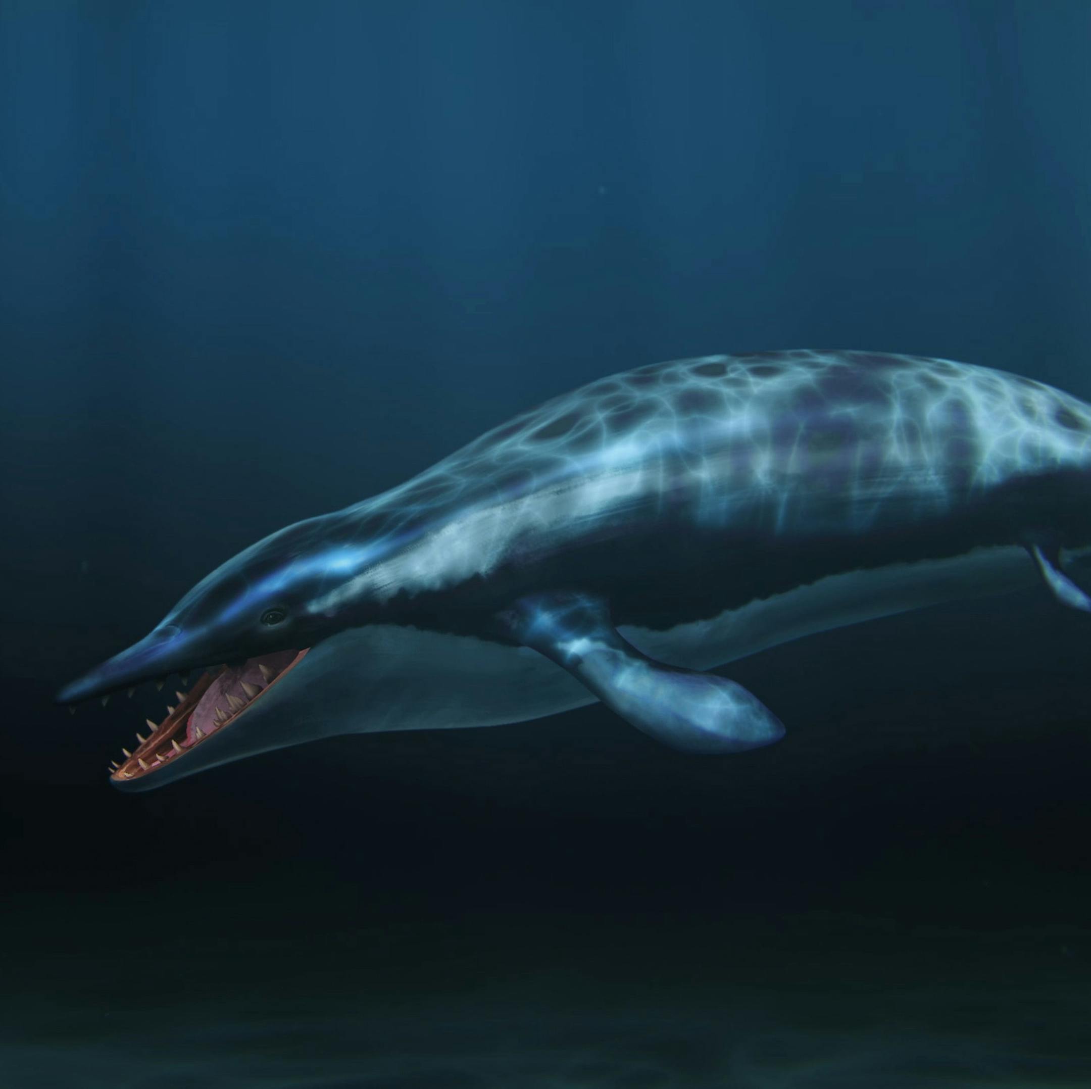 Dorudon - WHEN WHALES WALKED: JOURNEYS IN DEEP TIME Meet the ancient ancestors of four iconic creatures.