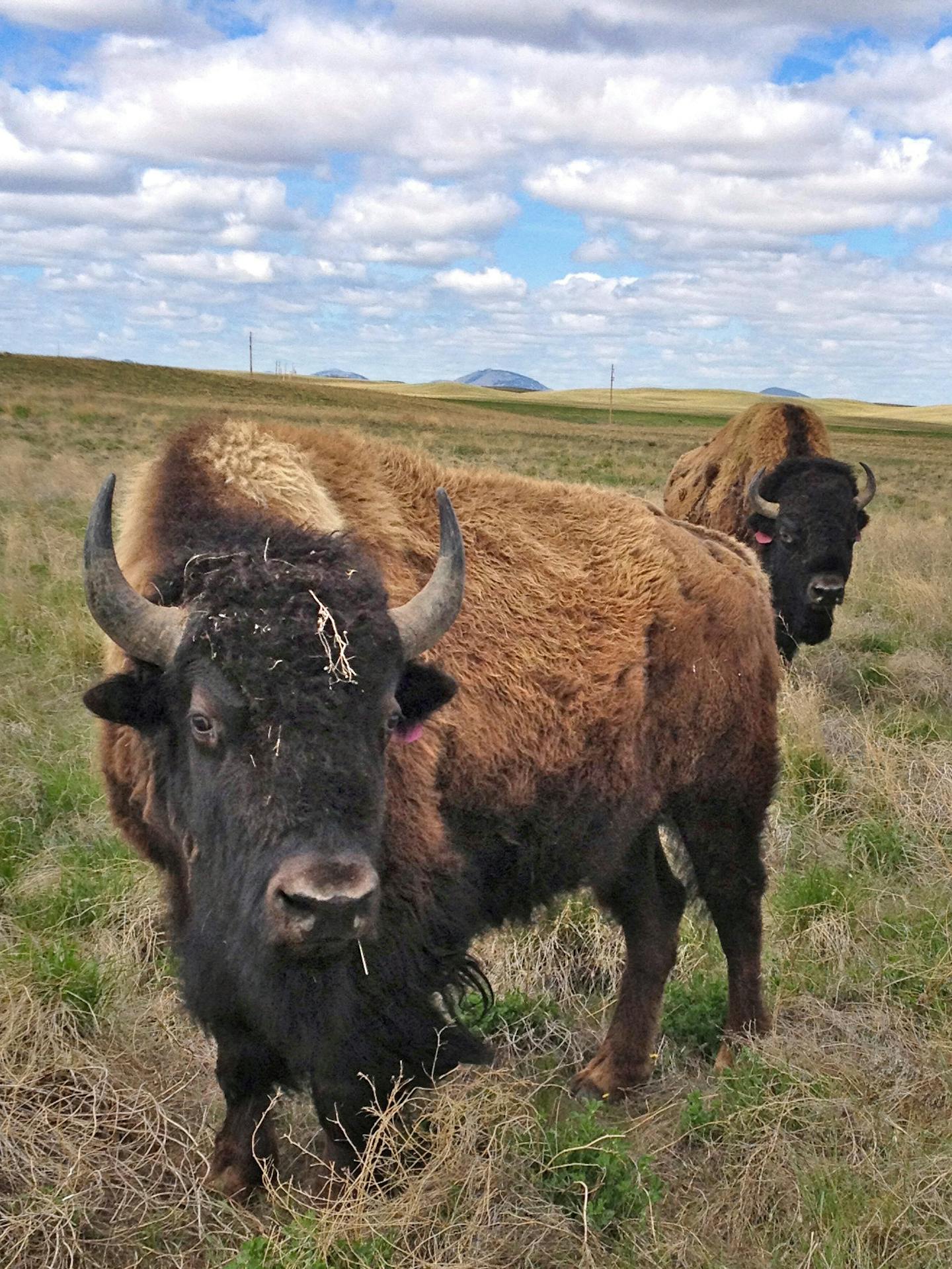 About 80 bison from the historic herd at Yellowstone National Park were transferred to the Fort Belknap Indian Community in northern Montana as part of a larger experiment to create &#x201a;&#xc4;&#xfa;satellite&#x201a;&#xc4;&#xf4;&#x201a;&#xc4;&#xf4; herds and restore bison as wildlife on prairie grasslands and Native American reservations across the Great Plains. Photo: Dave Hage - Star Tribune Fort Belknap Indian Community , MT May 17, 2014