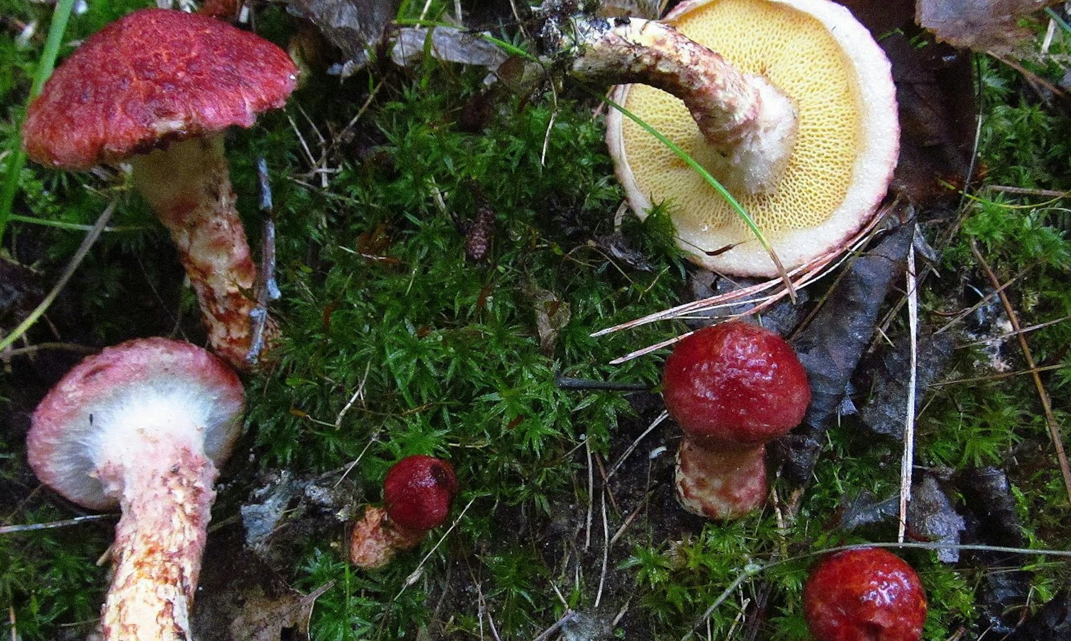 Ssuillus spraguei, or painted slippery Jack. Photo by Mike Kempenich