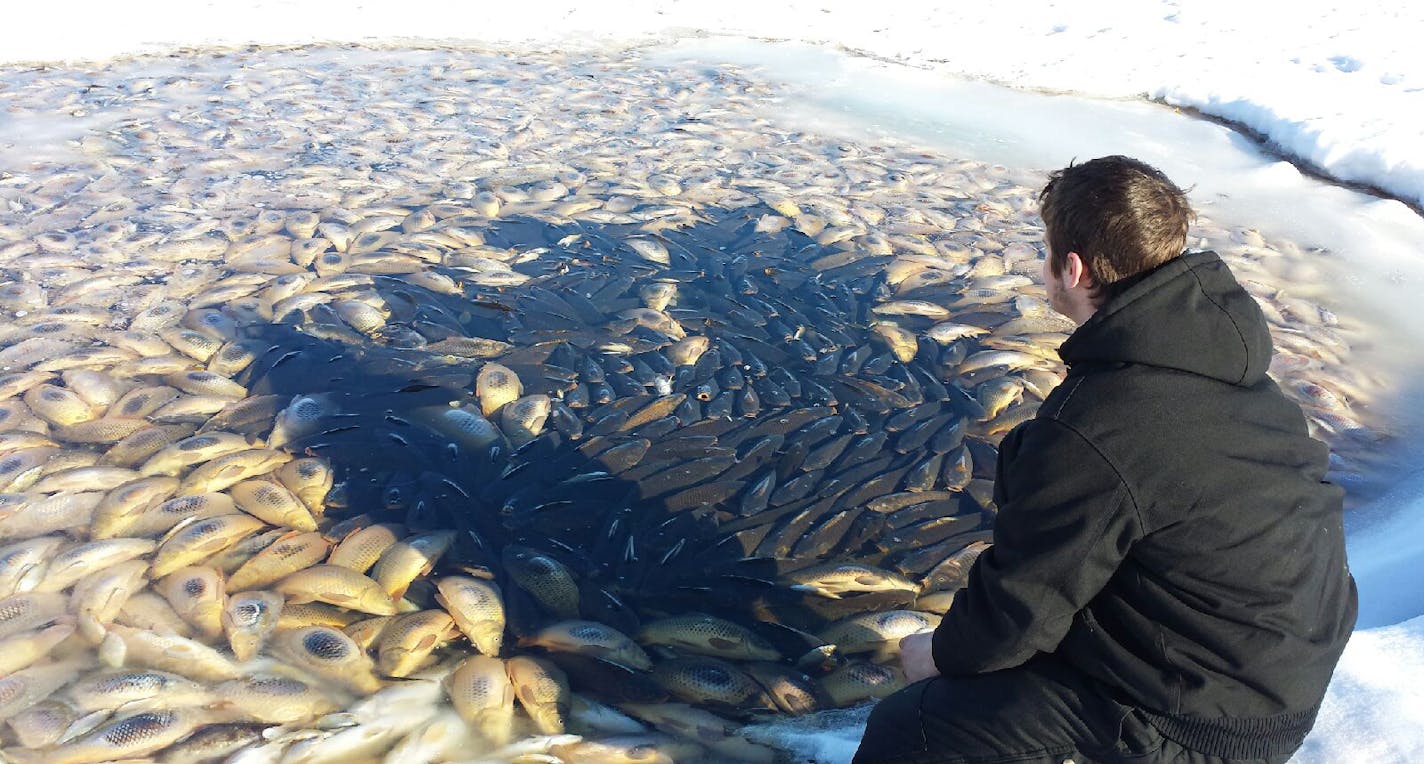 Colten Reynolds of Chisago examines scores of dead fish -- both rough fish and game fish -- on North Center Lake near Lindstrom. Thick ice and snowcover has lowered oxygen levels, resulting in a rare major fish kill on the popular lake, DNR officials say. Photo courtsey Allan Nistler