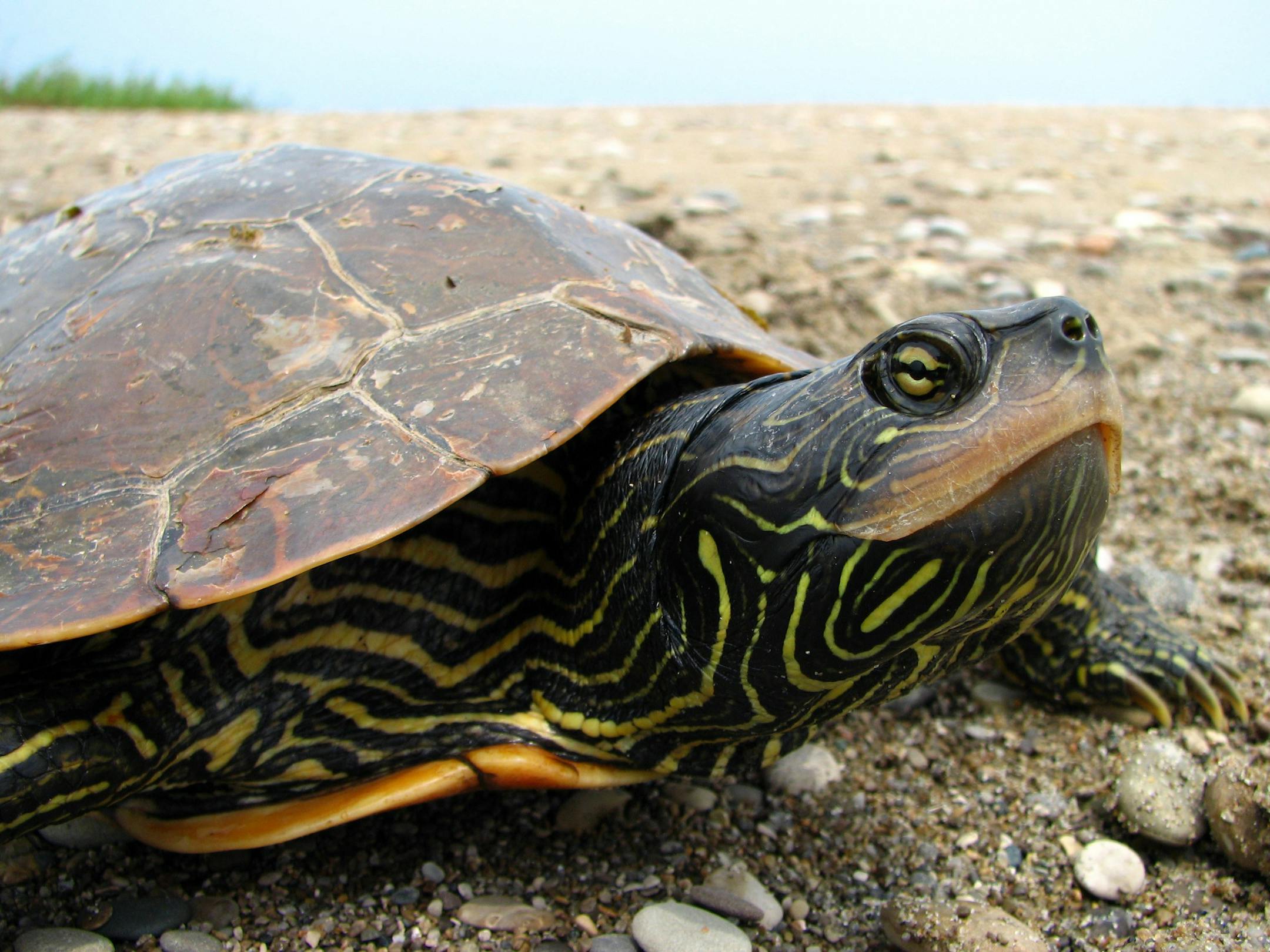 'l Ronde island is home to many species, including map turtles, which the Canadian government has designated as a "special concern." MUST CREDIT: Photo by Ryan M. Bolton