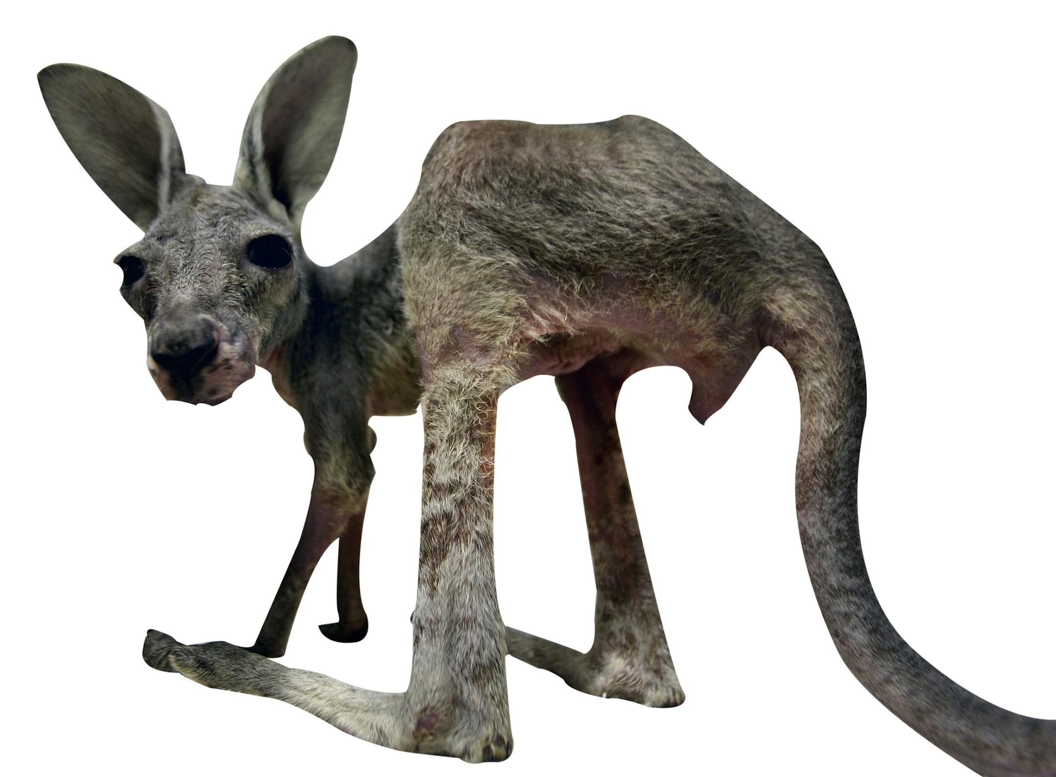 A baby kangaroo named Tijana is seen in the incubator in Belgrade Zoo, Tuesday, April 21, 2009. Her mother, after being scared by an emu, a large Australian bird, ran away and 6-month-old Tijana fell out from the pouch. Now, the big-eyed baby kangaroo, which normally would feed on her mother's milk inside the pouch, is being fed in an incubator with special milk donated by Australia, the United States and Germany. The zoo keepers said Tijana will be fed from a bottle for the next couple of month
