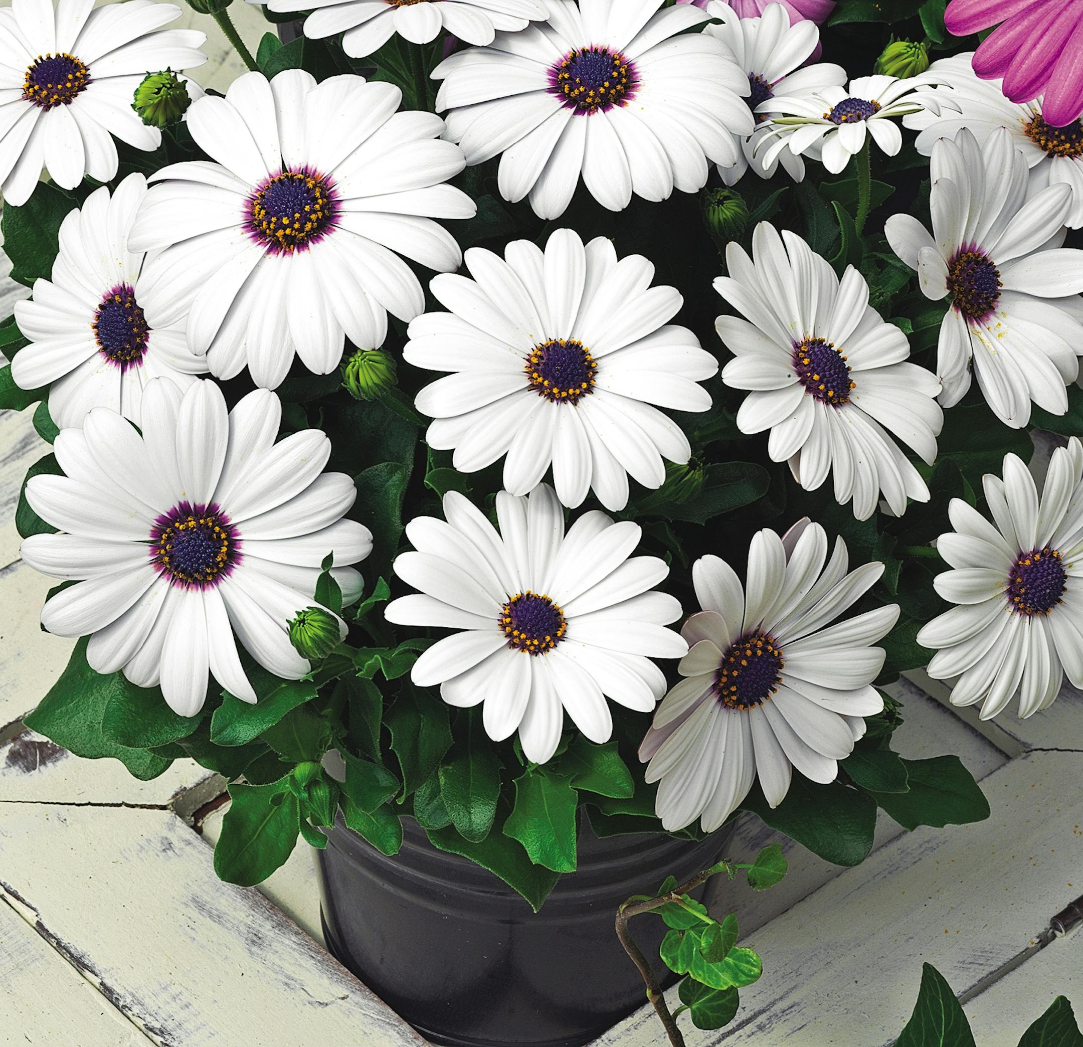 Osteo Asti White, is a cool-season annual.