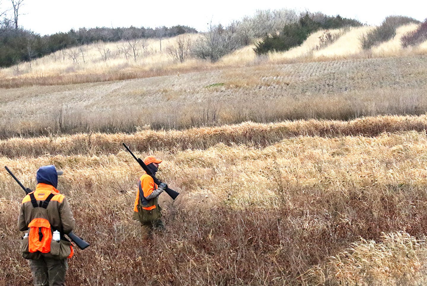 Hunters Joe Heckman of Chicago, left, and Mike Ward of St. Paul worked their way through a field of planted rows of trees, grass and shrubs on a private farm in Edmunds County in South Dakota. Their group averaged one pheasant per day per hunter.