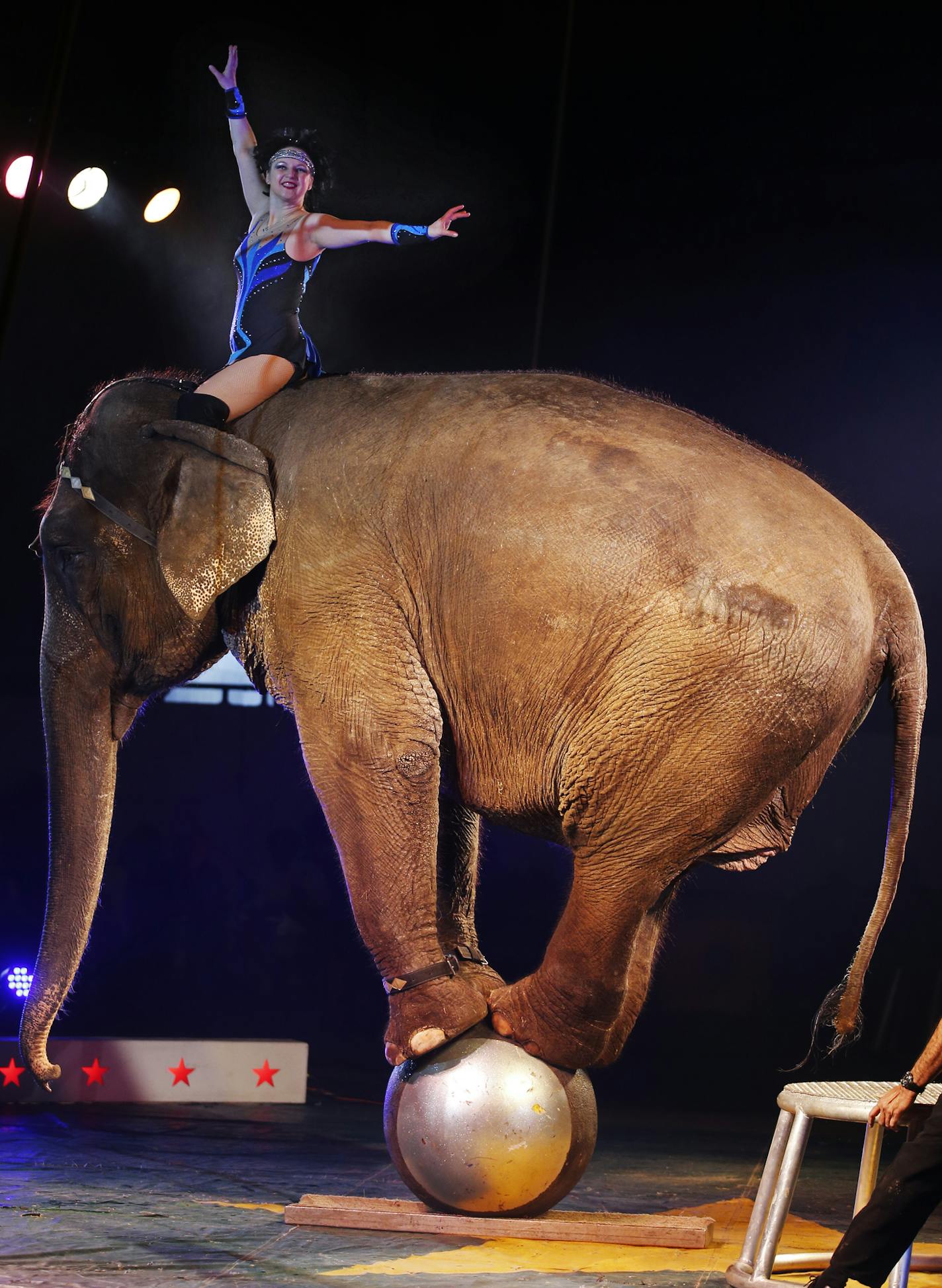 Brian Franzen works with his wife, Irene in the elephant act, which is a highlight of the show. At the St. Paul Osman Shrine Circus held at the Coliseum on the State Fairgrounds, organizers view the elephant show and rides as highlights, and worry that as more cities ban exotic animal shows, elephant appearances will phase out here, too.] Richard Tsong-Taatarii/rtsong-taatarii@startribune.com