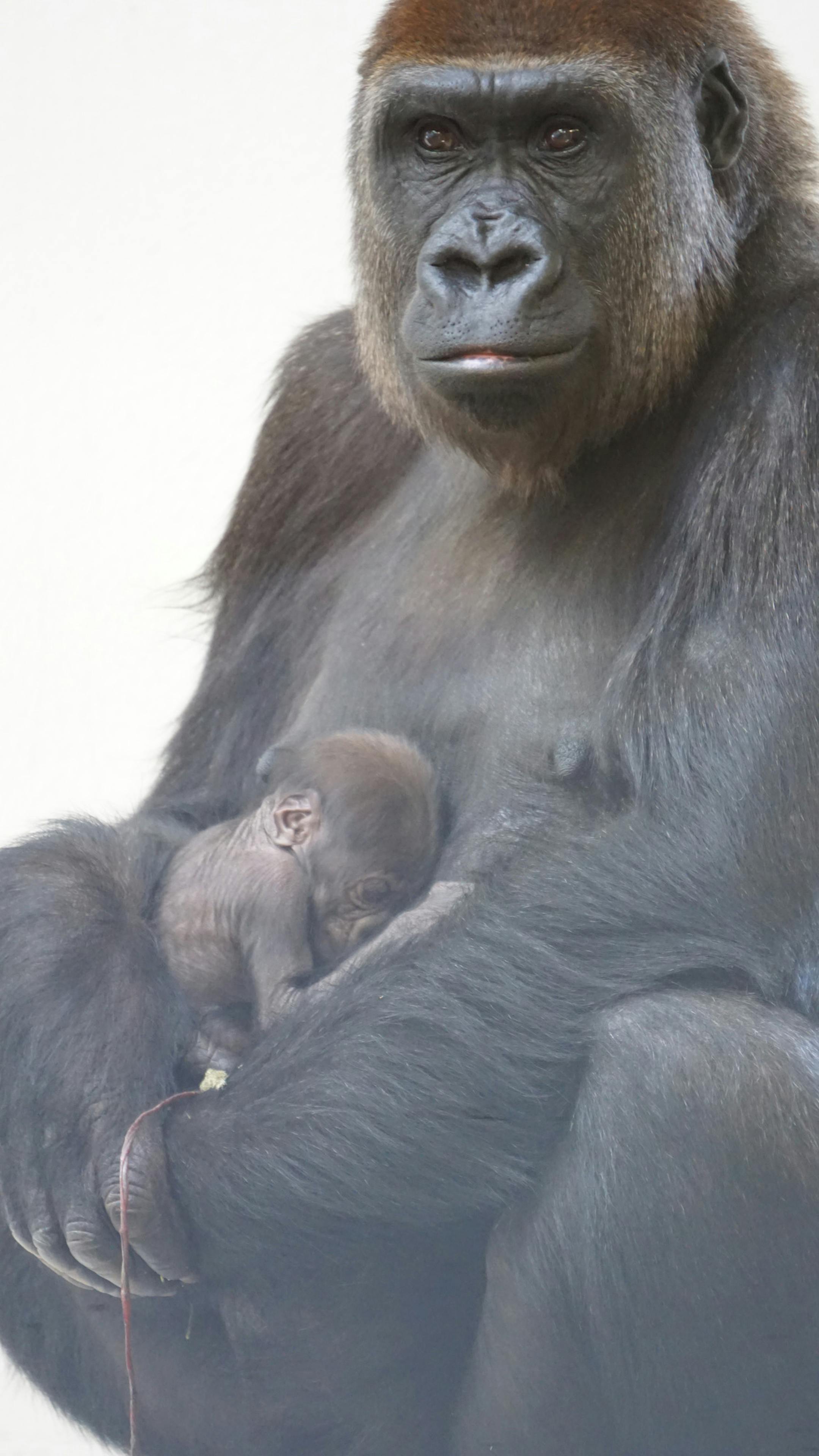 MUST CREDIT: Como Park Zoo & Conservatory. Como Zoo is thrilled to announce the addition of a baby western lowland gorilla to its troop. The baby female gorilla was born behind the scenes in the early hours of Wednesday, October 18, 2017, inside the Gorilla Forest exhibit dayroom to mother Alice.