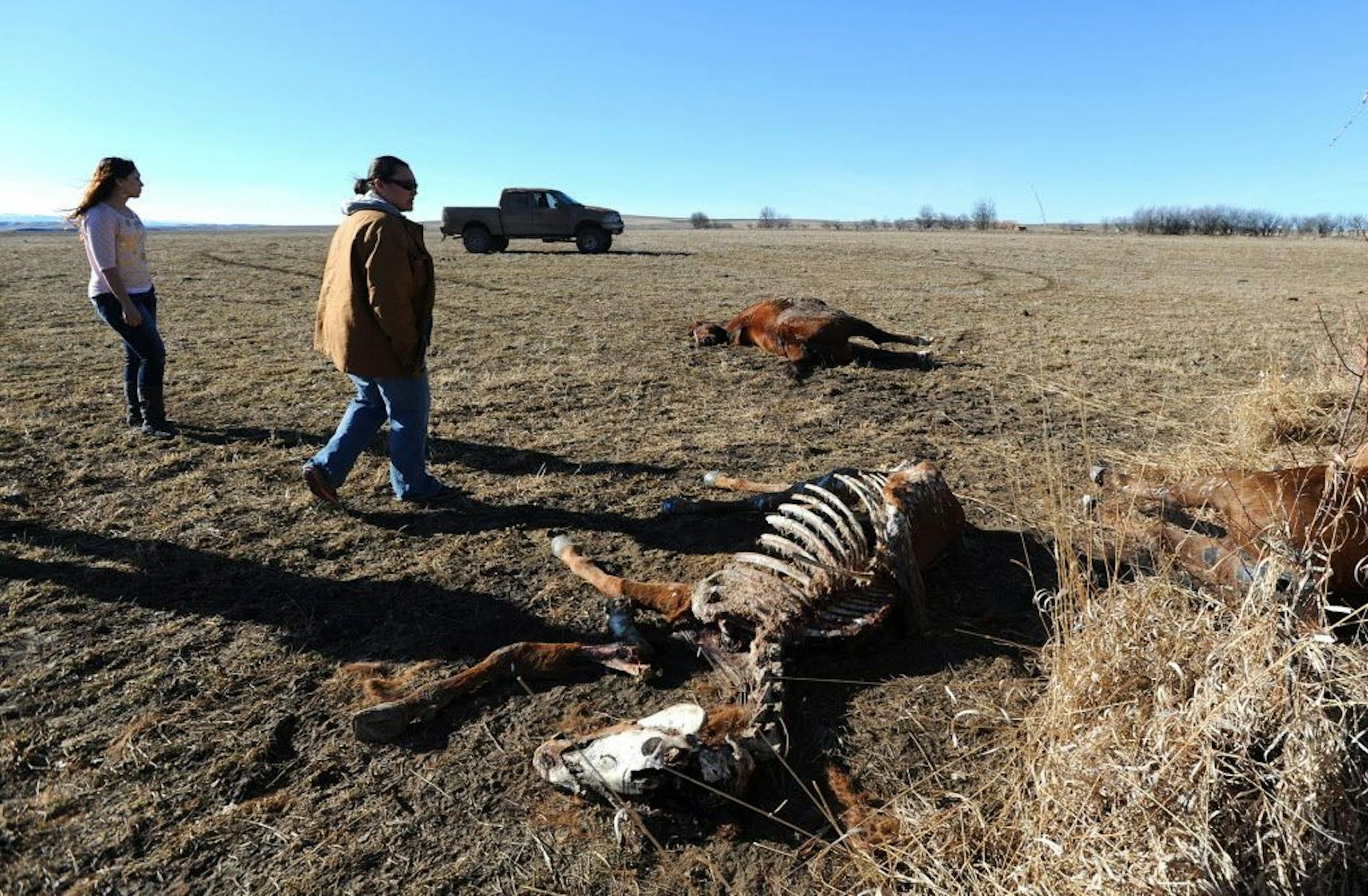 Alanna Kruger and BethYana Pease-Takes Horse look over three of 10 horses they say were shot in a field west of Lodge Grass, Mont. Two of the horses were owned by the women.