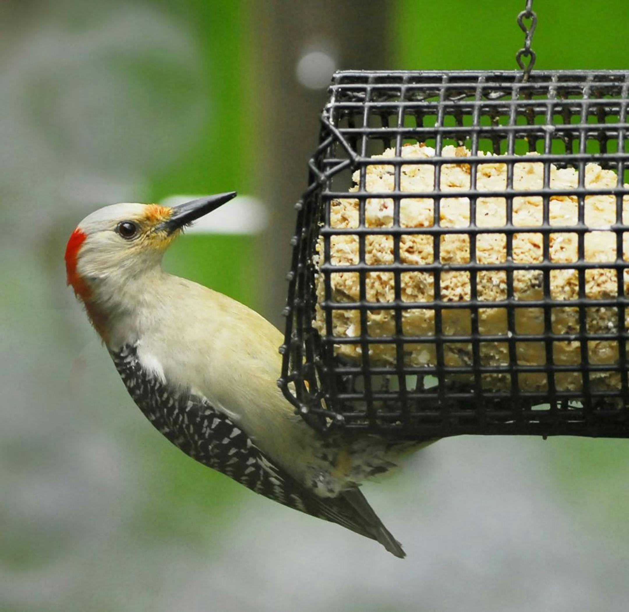 Red-bellied woodpeckers are common sights at suet feeders, but have been known to branch out.