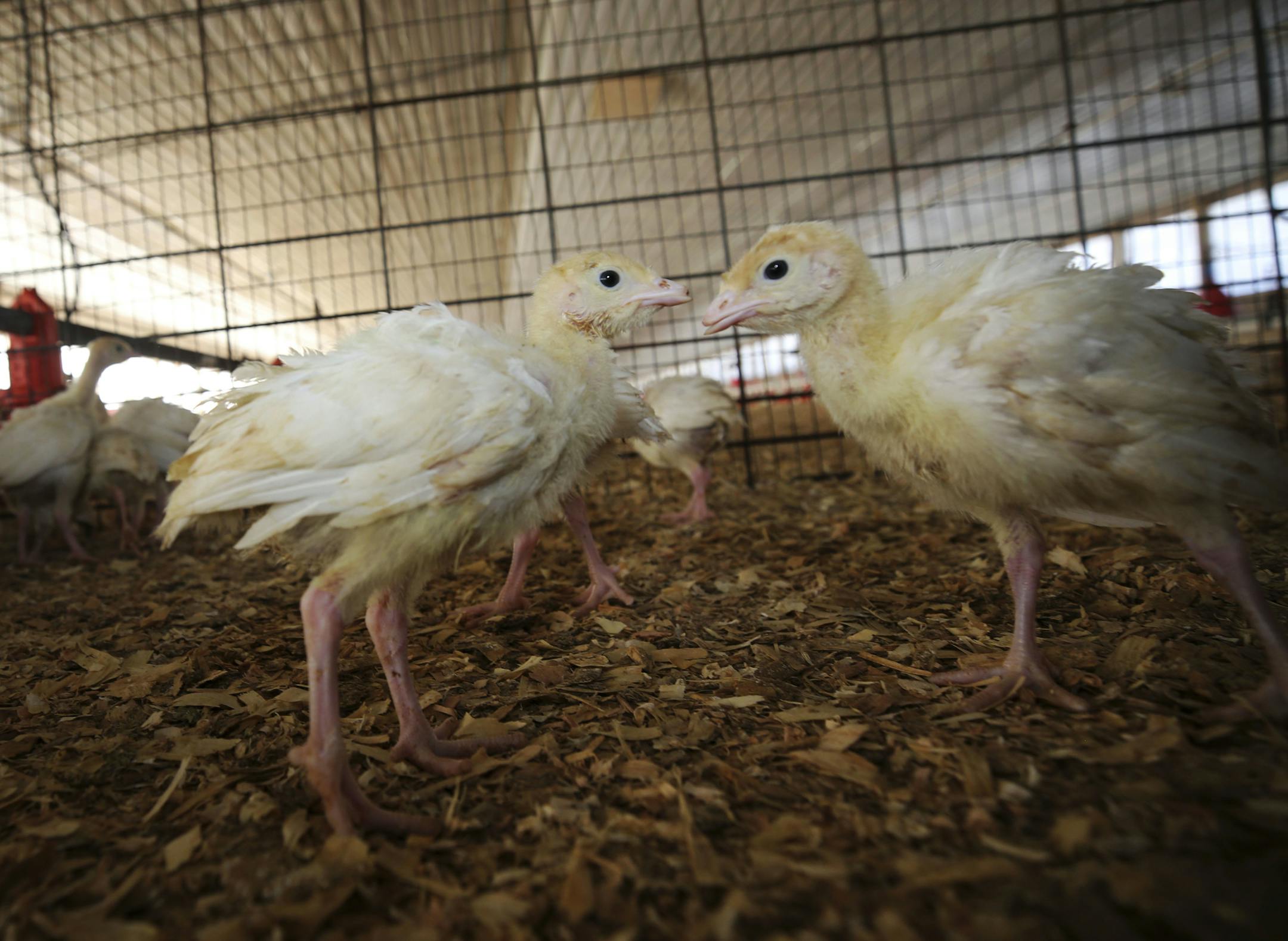 In this Oct. 16, 2017 photo, baby turkeys stand in a poult barn at Smotherman Farms near Waco, Texas. The farm is involved in a pilot project by Cargill's Honeysuckle White brand that allows consumers to be able to find out where the turkeys they buy are raised. (AP Photo/LM Otero)