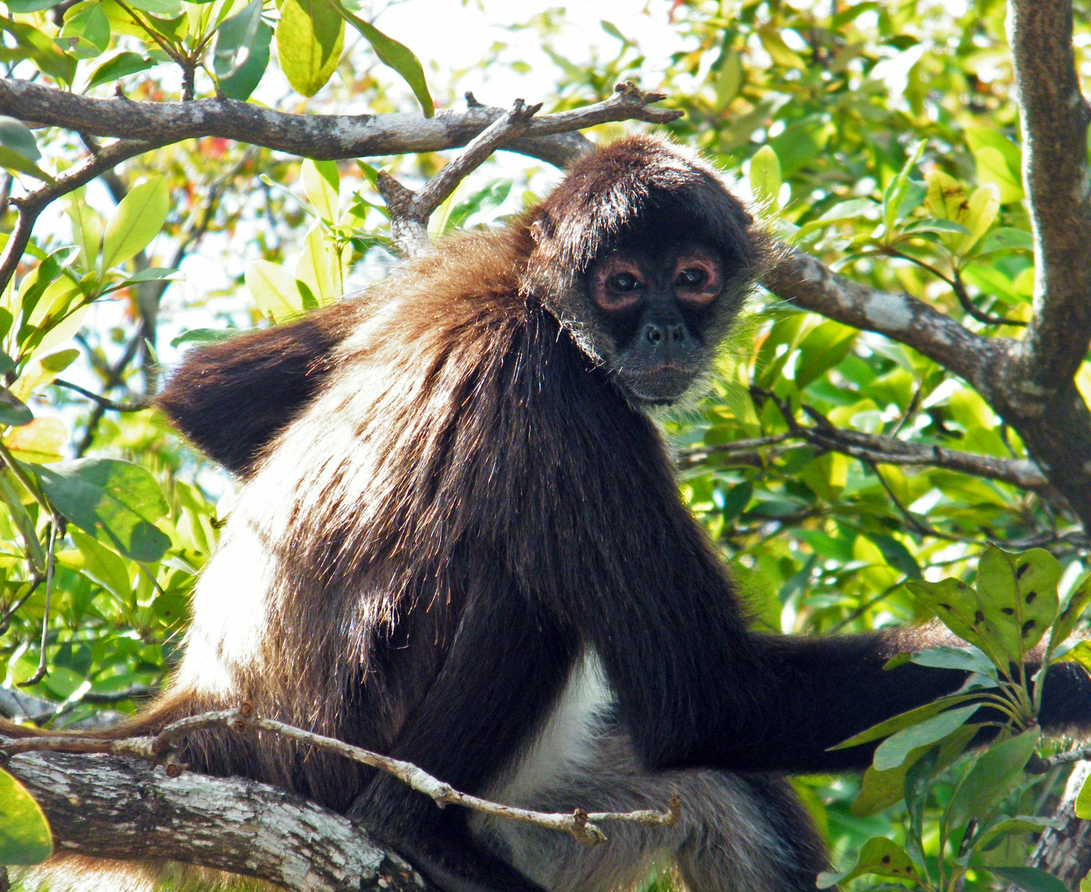A spot on the New river where our guide knew there would be spider monkeys ] Belize - Ray Grumney