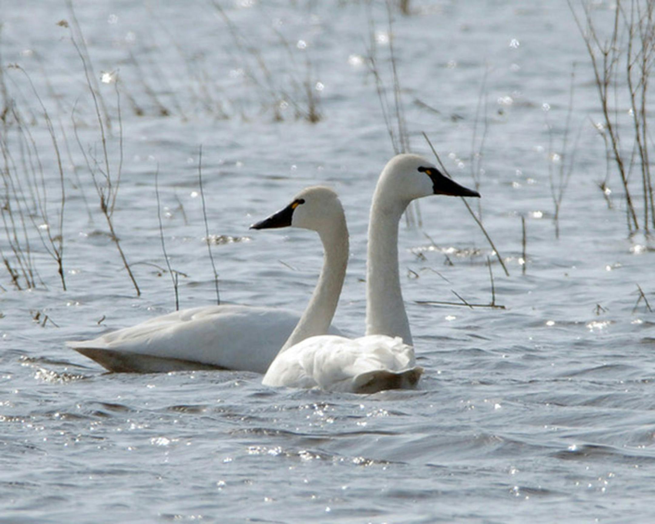 Trumpeter swan pair. Jim Williams photo