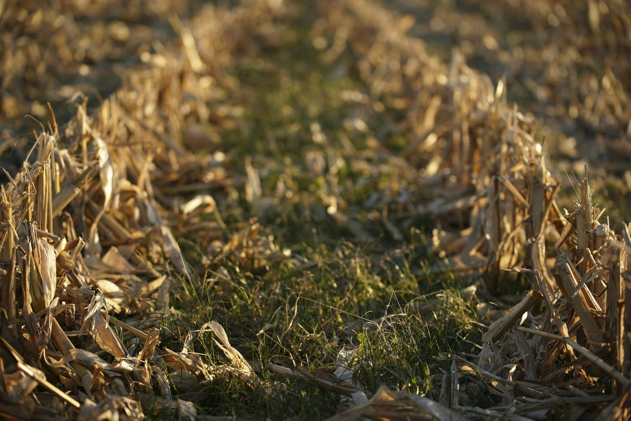 The cover crop of rye grass that remains after Martin Larsen harvested the corn from the land he farms near Byron.