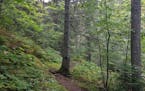 The Superior Hiking Trail slices through lush forest near Tofte.