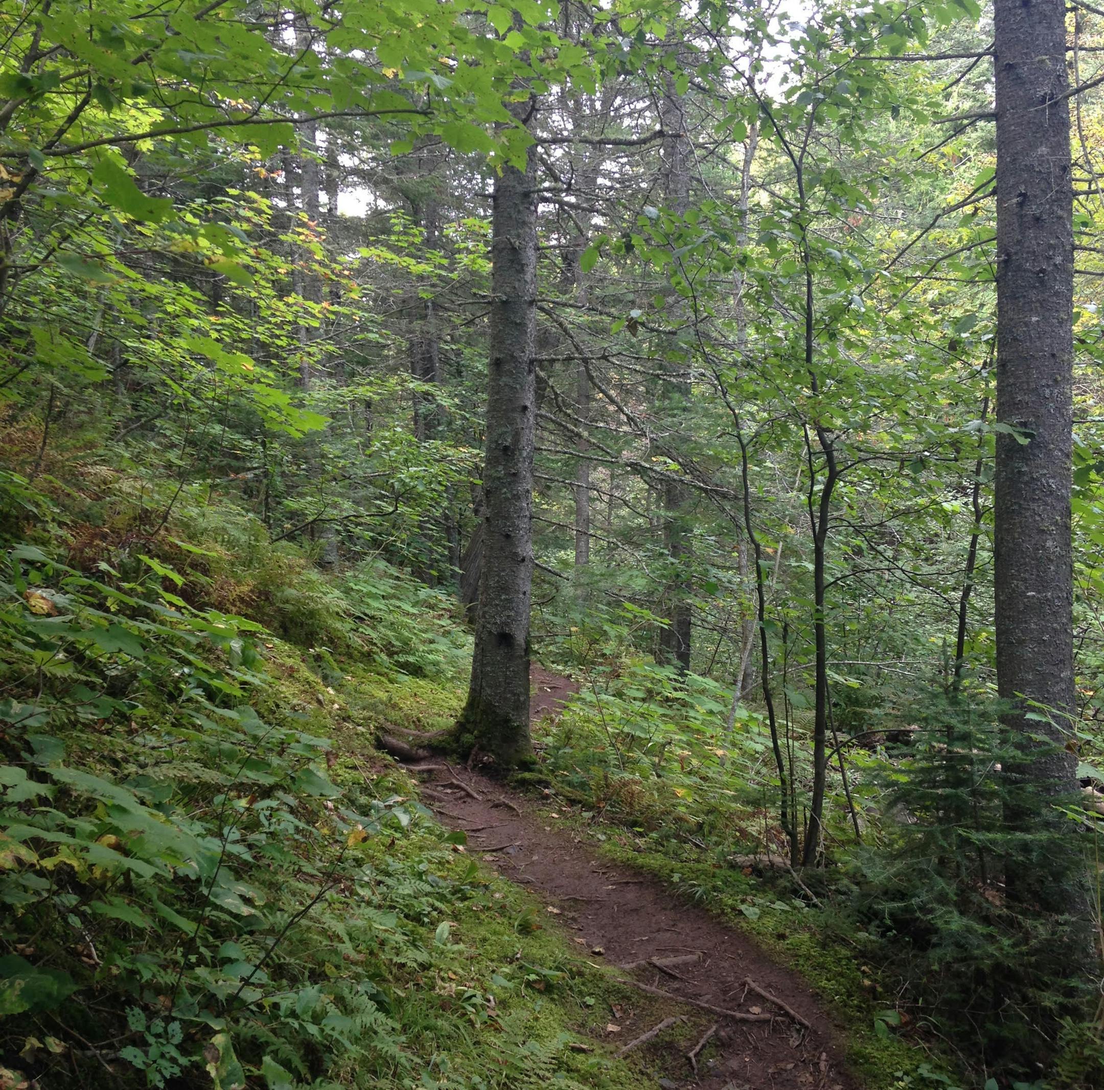The Superior Hiking Trail slices through lush forest near Tofte.