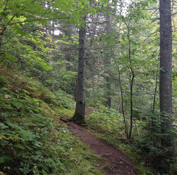 The Superior Hiking Trail slices through lush forest near Tofte.