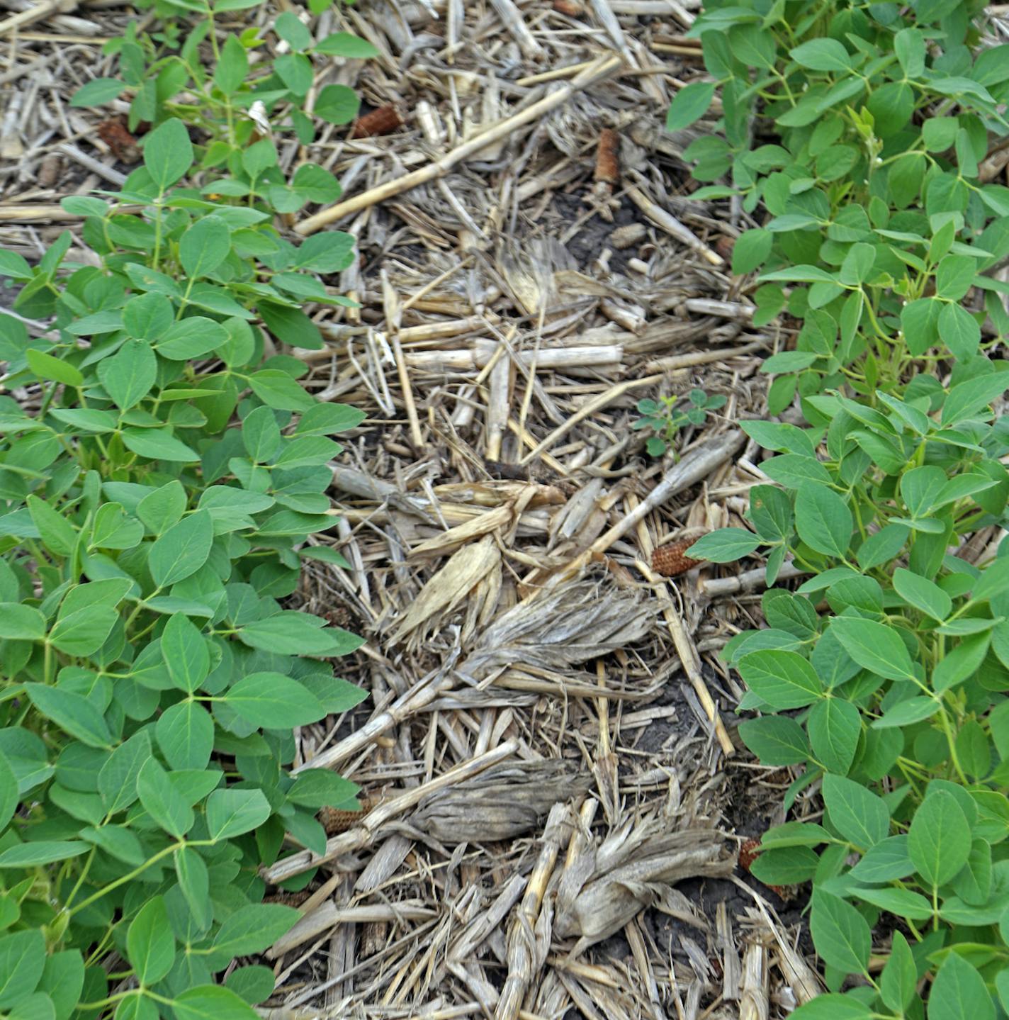 Strip-till farming, shown here, is practiced by Tony Thompson's neighbor, while Thompson practices ridge-till cultivation. Both aim to minimize soil loss and runoff from agricultural lands by minimizing soil tilling. Here, soybeans are planted directly into corn residue from the previous year's crops.