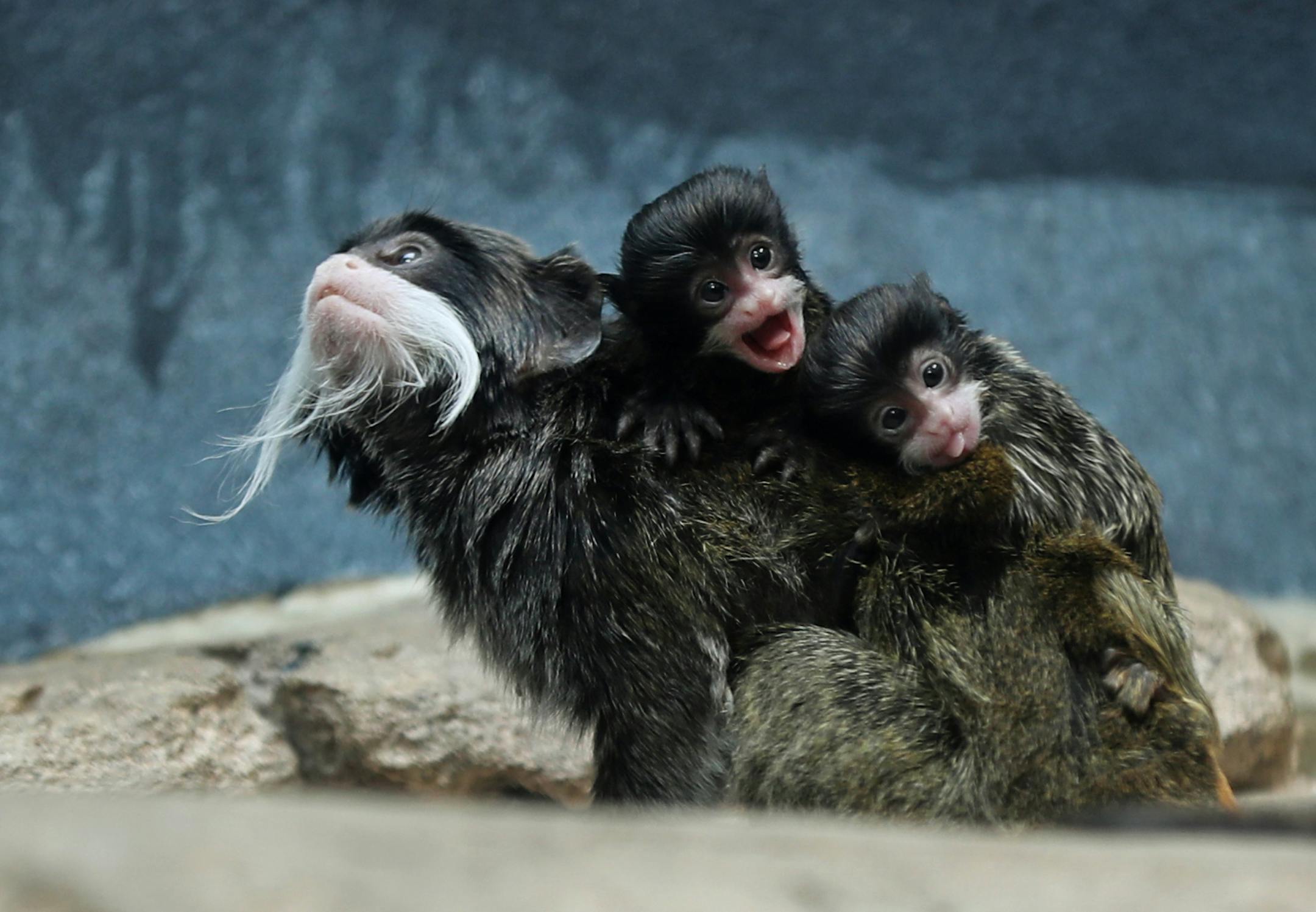 Como Zoo is naming its twin baby male emperor tamarins, born August 8, ìFleckî and ìPitinoî after the new University of Minnesota football coach P.J. Fleck and the University of Minnesota basketball coach Richard Pitino. ] Shari L. Gross ï sgross@startribune.com BACKGROUND INFO: Como Zoo is naming its twin baby male emperor tamarins, born August 8, ìFleckî and ìPitinoî after the new University of Minnesota football coach P.J. Fleck and the University