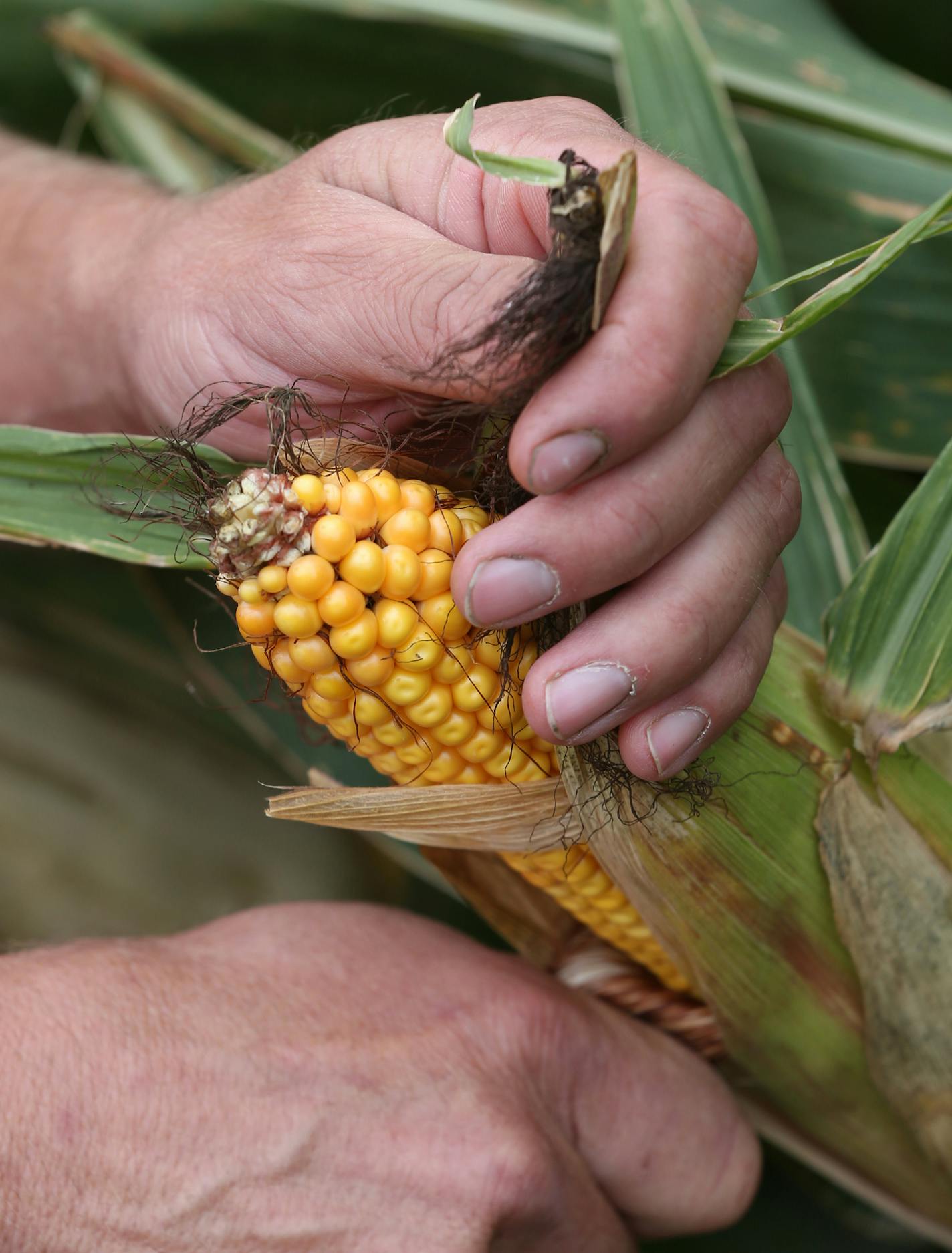 Dan Erickson, regional representative for the Minnesota Corn Growers Association examined his corn crop at his Alden Minnesota farm on 9/18/13. As autumn officially rolls in, we look at the outlook for harvests of corn and soybeans, MN's two largest crops. Upshot is that despite lack of precip since June, corn crop generally looks on par with last year, according to USDA, though there are regional variations (southeast Minnesota never recovered from early May snowfall). Dry conditions will hurt