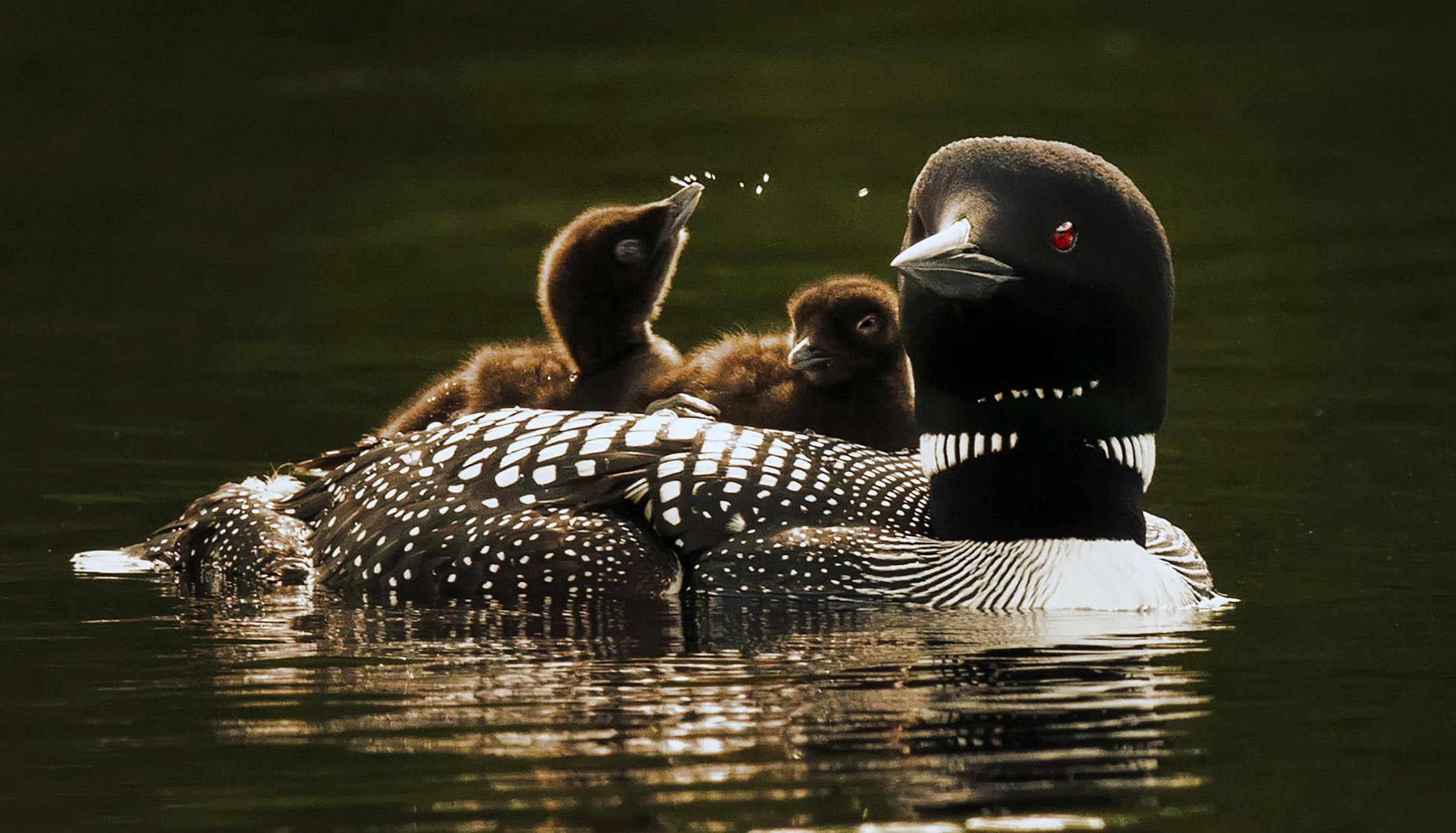 A mother loon and her two babies, cruised the waters of Lake Elora in St. Louis County shortly after they hatched and left their nest. Many loons in Northern Minnesota abandoned their nests earlier in the spring because of swarming black flies, and had to re-nest. This late hatch will result in a race with the clock to mature enough to fly south starting in early October. ] BRIAN PETERSON ï brian.peterson@startribune.com Cotton, MN 07/07/2014 ORG XMIT: MIN1407071202531297
