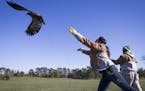 Volunteer Alisha Walden released a five-month-old bald eagle male on a rope as she trained this eagle learn to fly again before they release it into t