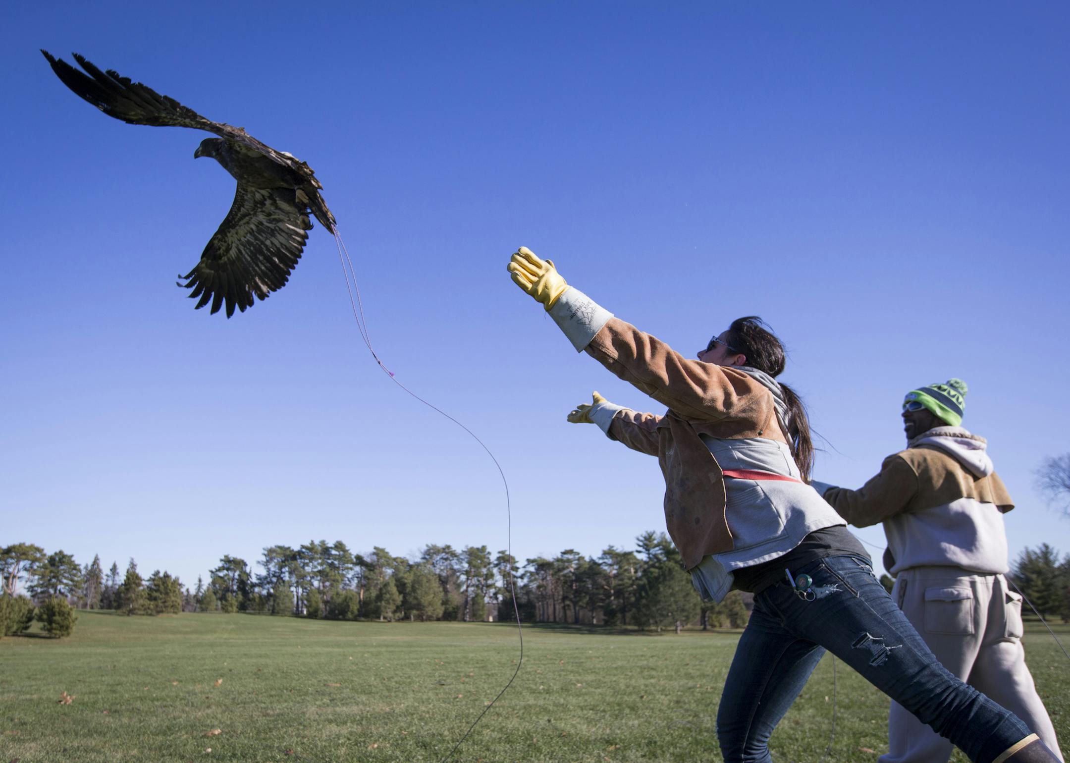 Volunteer Alisha Walden released a five-month-old bald eagle male on a rope as she trained this eagle learn to fly again before they release it into the wild soon. Photographed on Monday, November 23, 2015, in St. Paul, Minn. ] RENEE JONES SCHNEIDER • reneejones@startribune.com