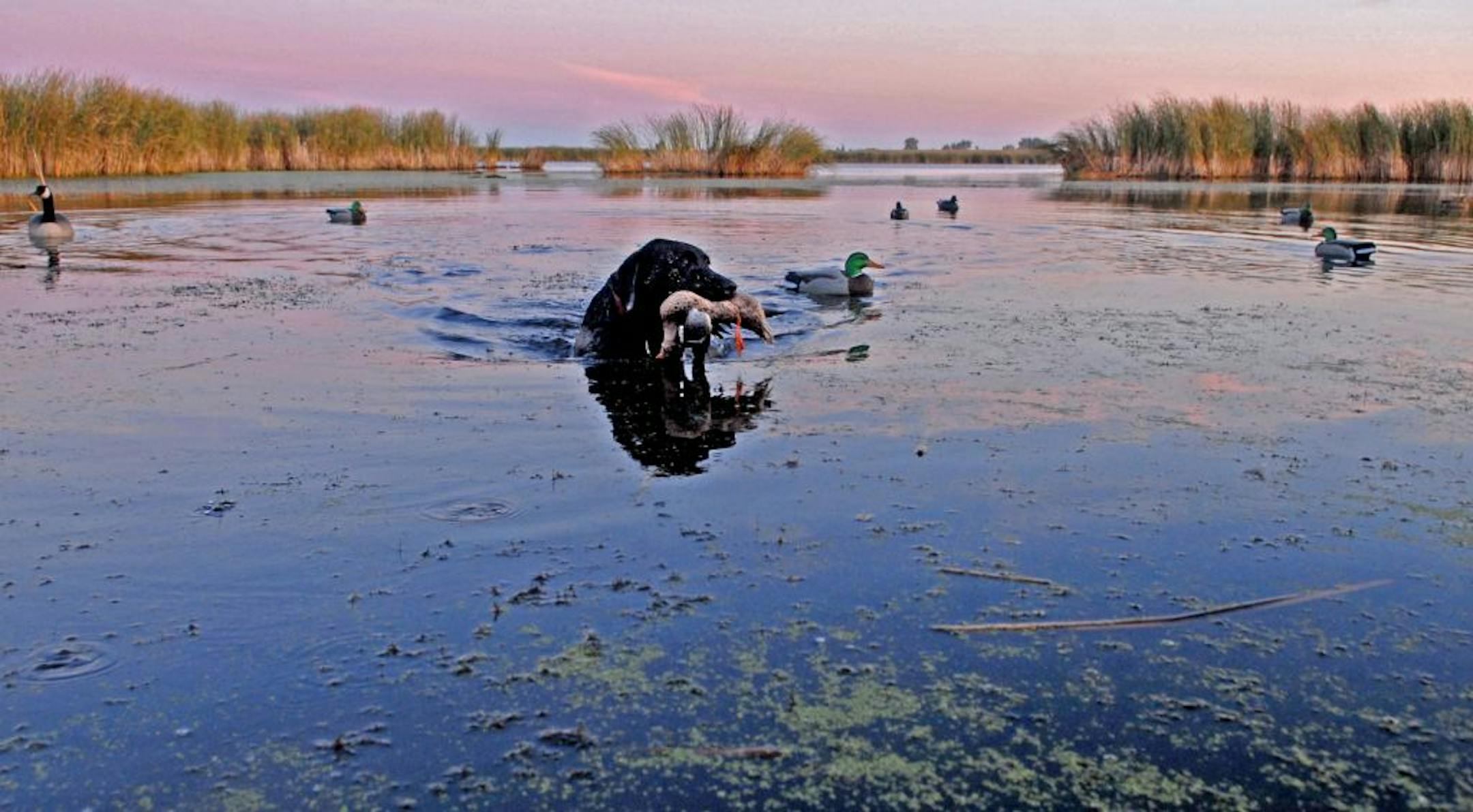 Ben, a black Lab, was happy that duck season opened Saturday as he retrieved a duck downed on a federal Waterfowl Production Area in west-central Minnesota.
