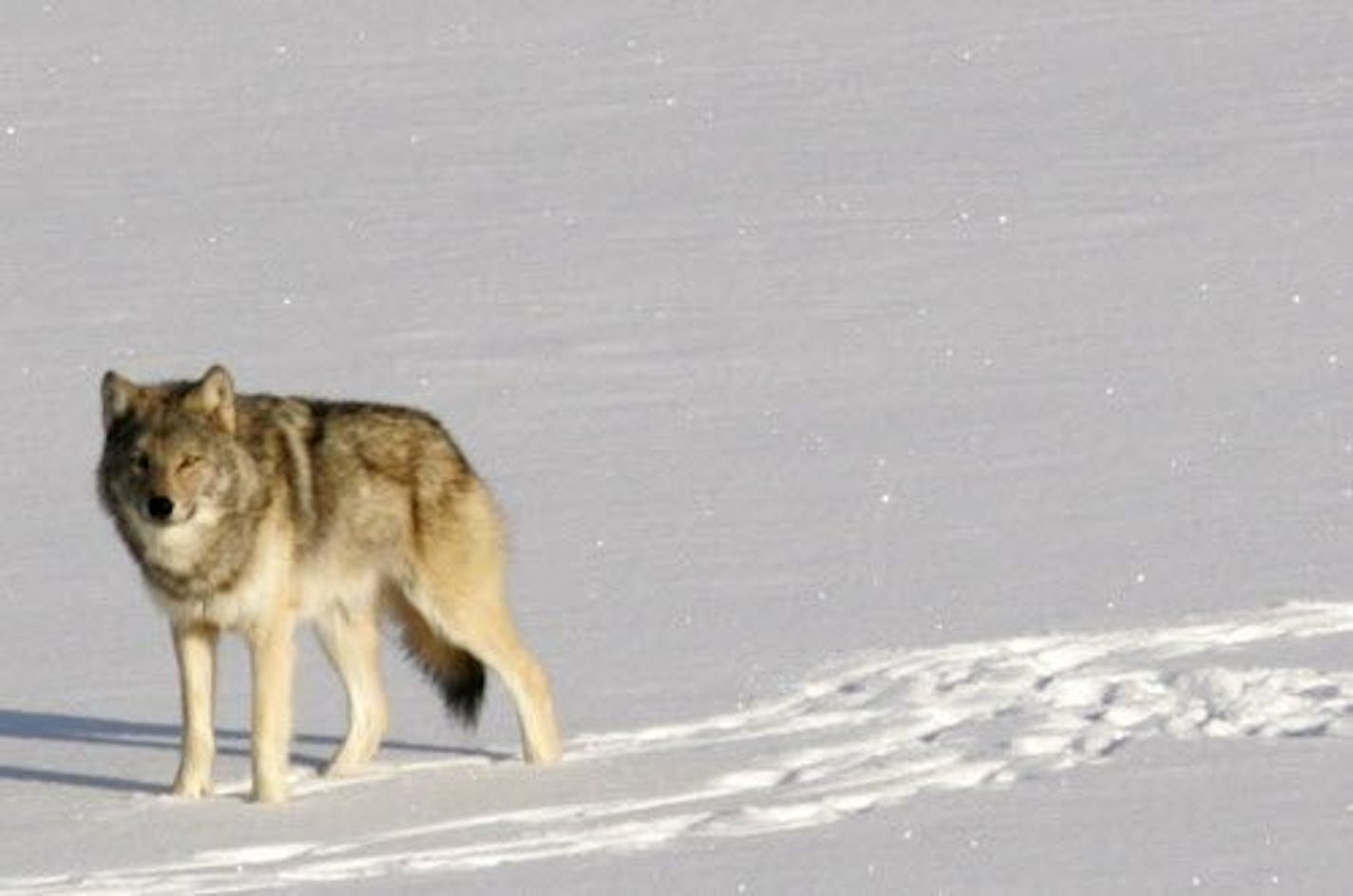 The wolf population on the wilderness island in Lake Superior is on the brink of annihilation.