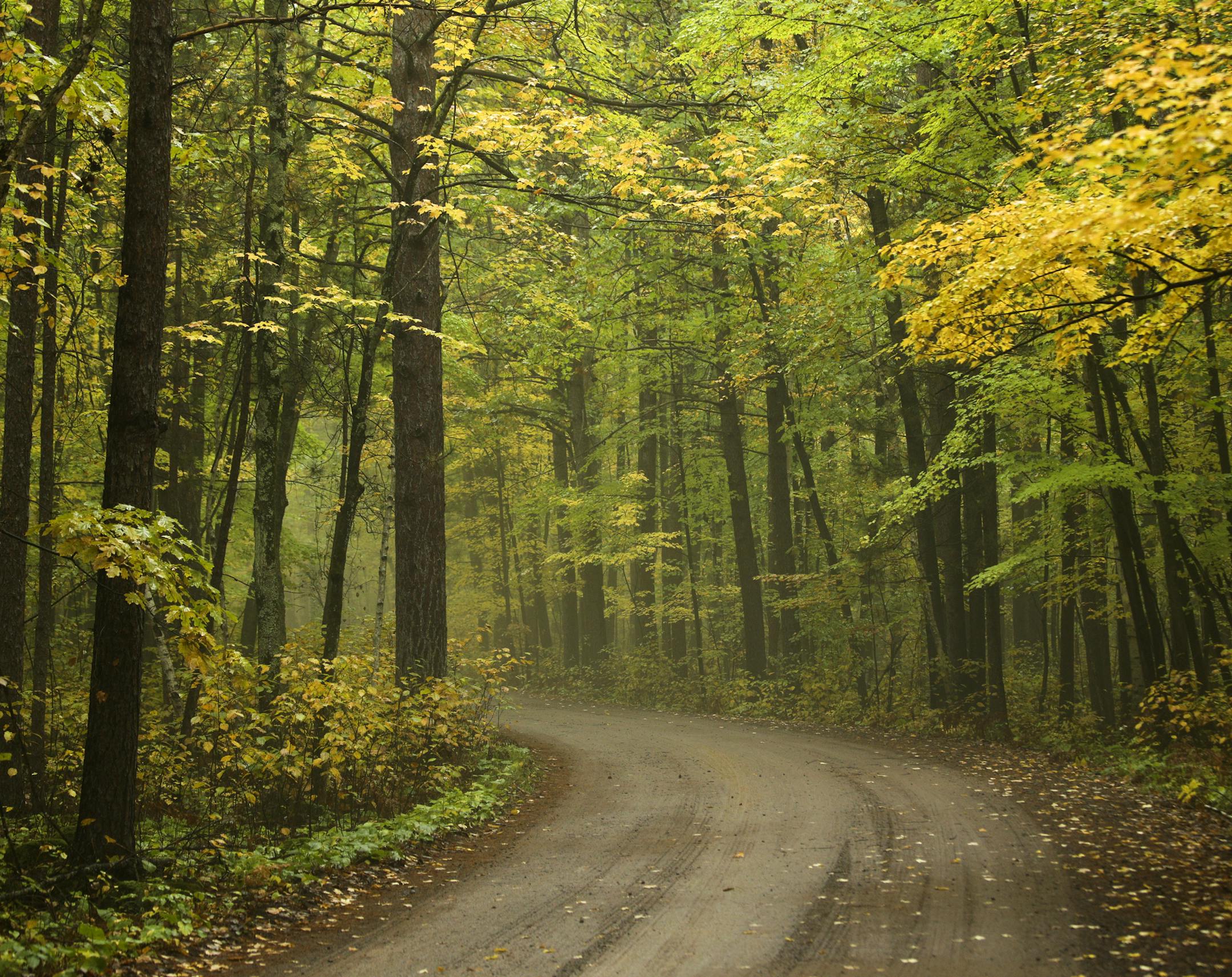 Northern Minnesota is the first to turn each fall and the mix of colors make for a spectacular show. The aspen, pine, maple and birch create a kaleidoscope of color that attract leaf watchers to travel backroads and fill hotel rooms and campgrounds on the north shore. ] BRIAN PETERSON ¥ brian.peterson@startribune.com
North Shore, MN 10/05/2018