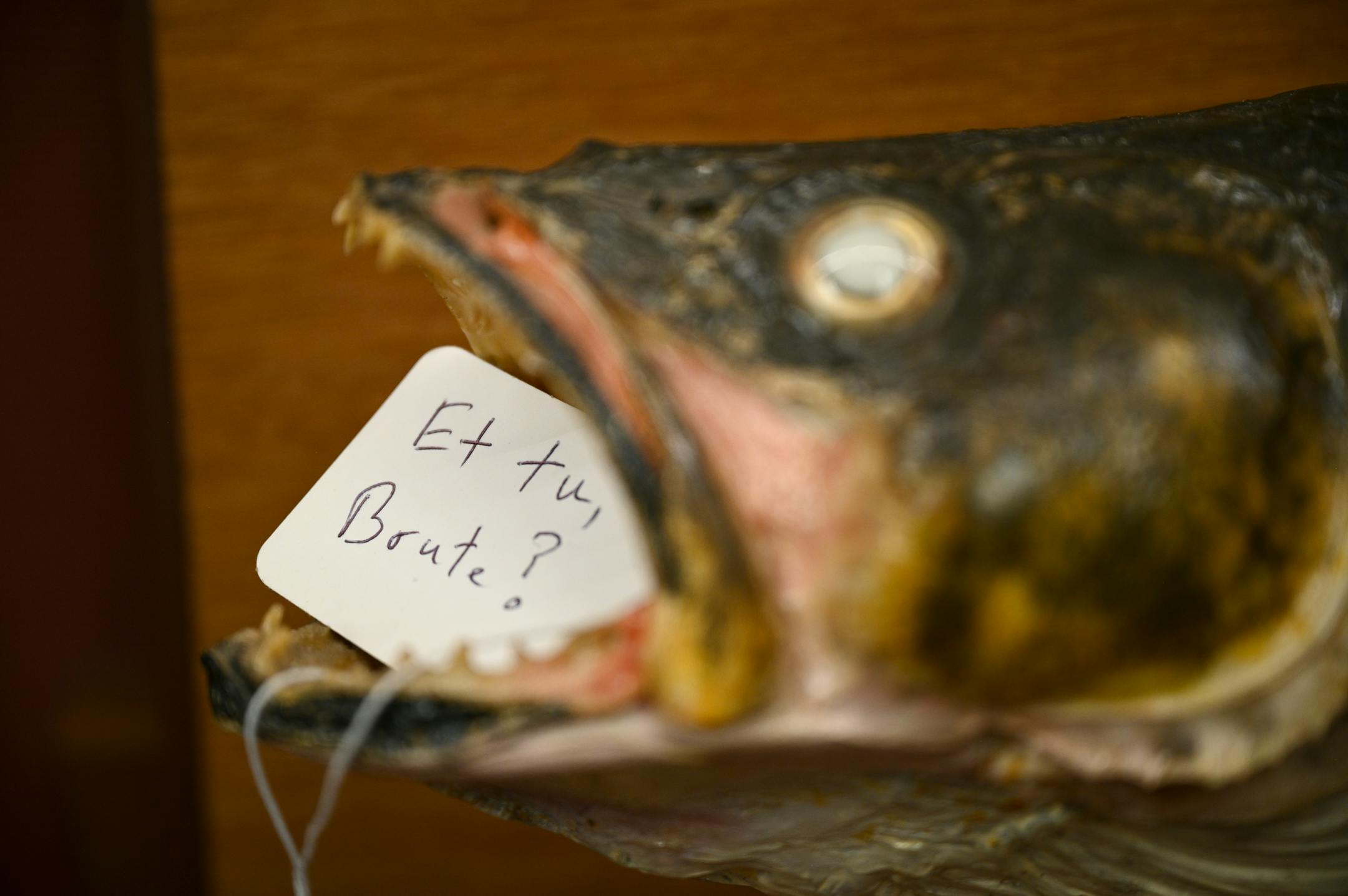 "Et tu, Brute," reads a tag in the mouth of a mounted Walleye at the Grain Exchange Barbershop Wednesday. Barber Bob Haddow says he's been "stabbed in the back by these people," speaking of the building's new ownership. "Me and this fish have something in common."