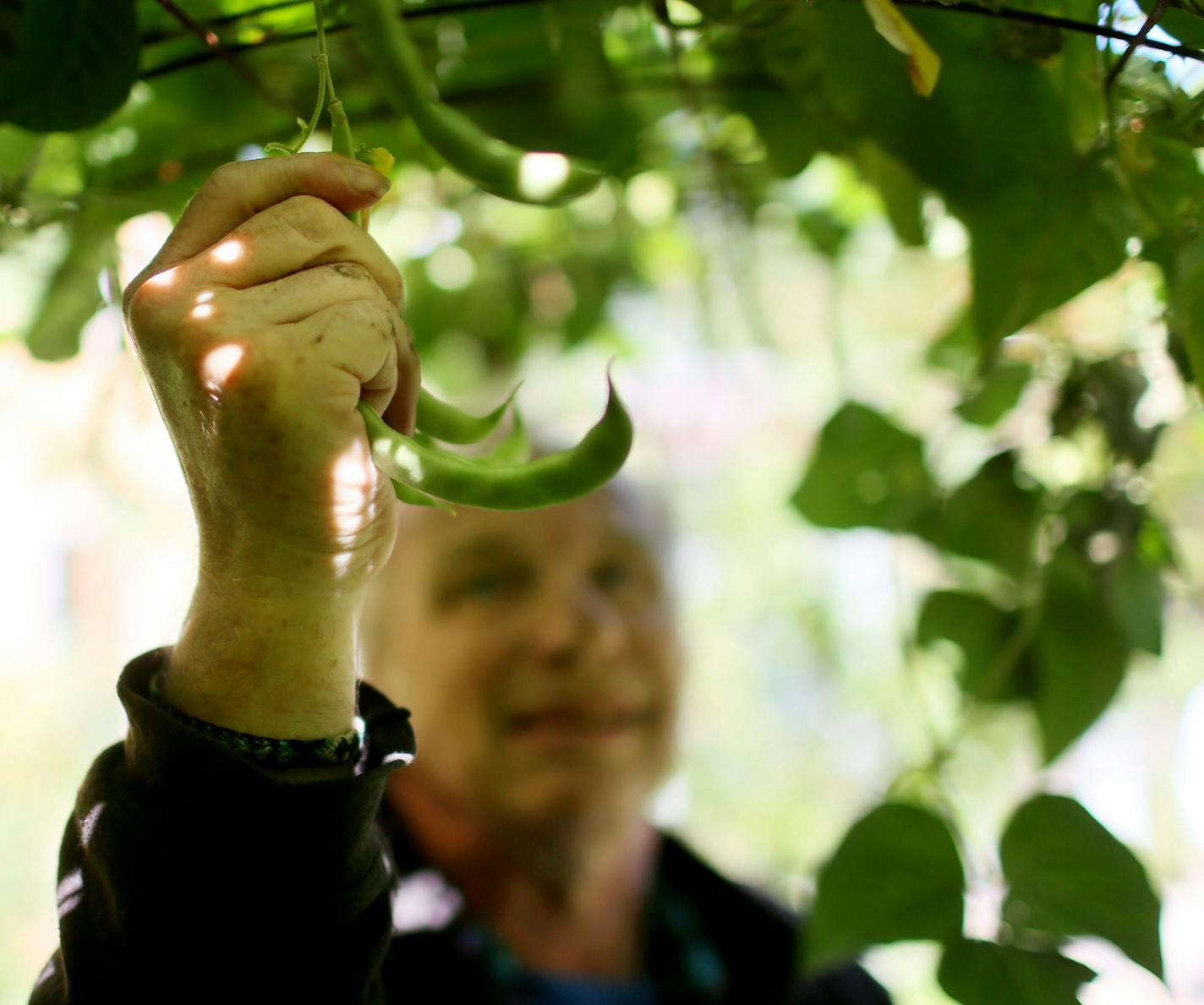 Arlin Carlson harvested green beans at Northeast United Methodist Church in Minneapolis.