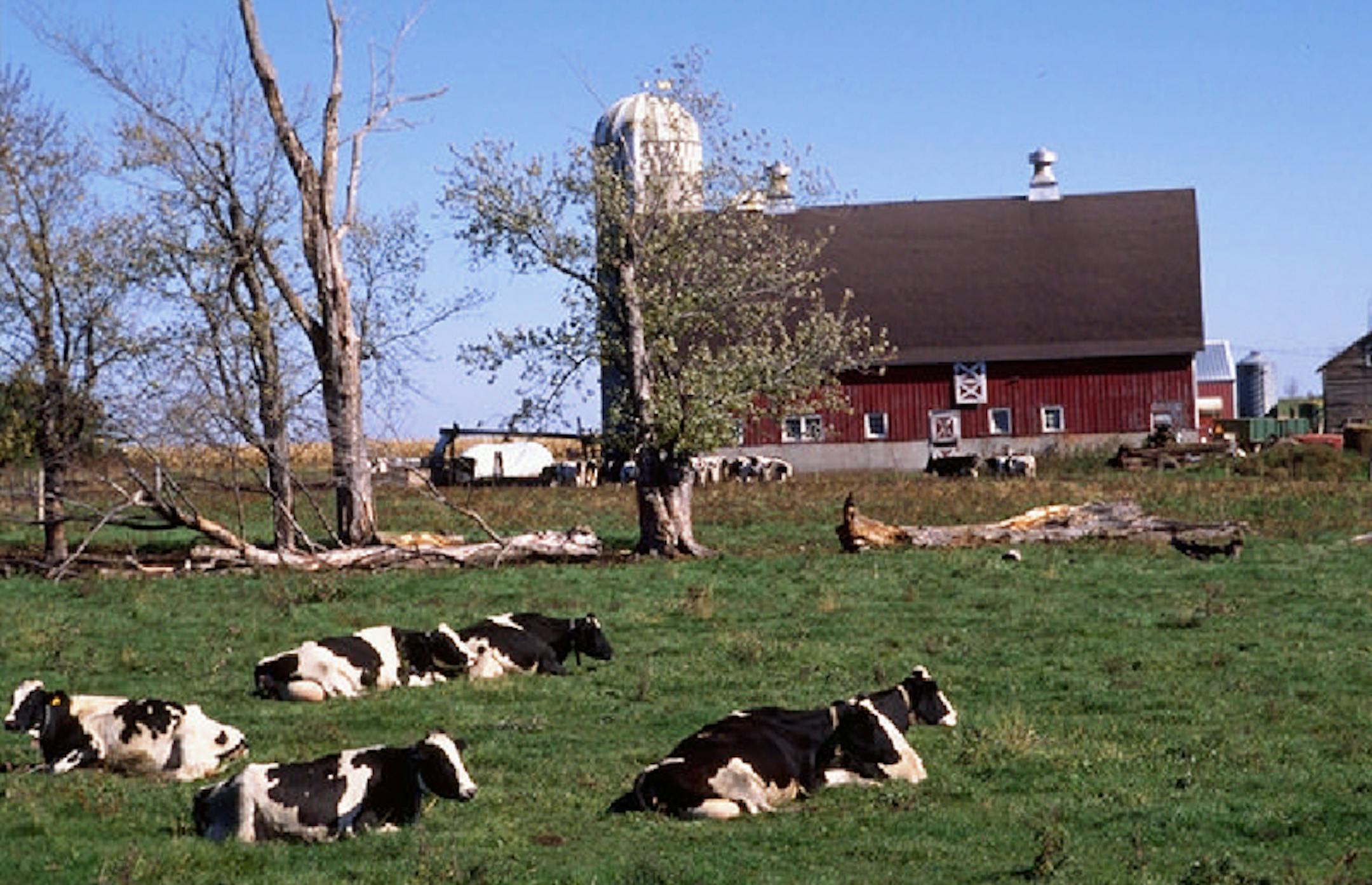 Dairy cows graze near St. Joseph in Stearns County, which has the highest number of dairy farms in the state. Minnesota is losing dairy farms faster than any other type of farm, largely because of low prices coupled with increasing costs.