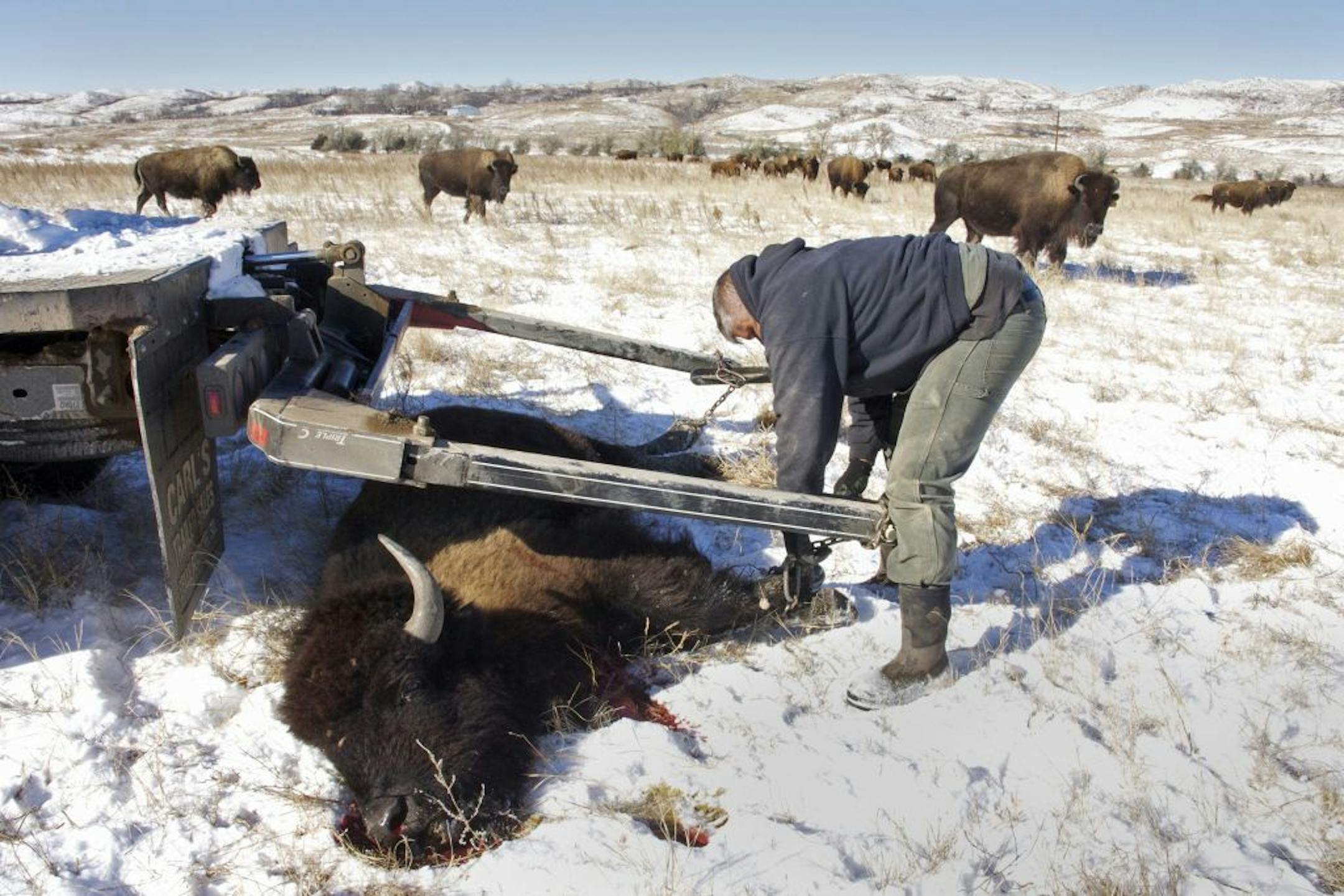 The mobile slaughter unit allows Jerry Blanks to cull bison humanely, in the pasture, without disturbing the rest of the herd. He prepared to take one to the mobile slaughter unit on Dan O�Brien�s ranch.