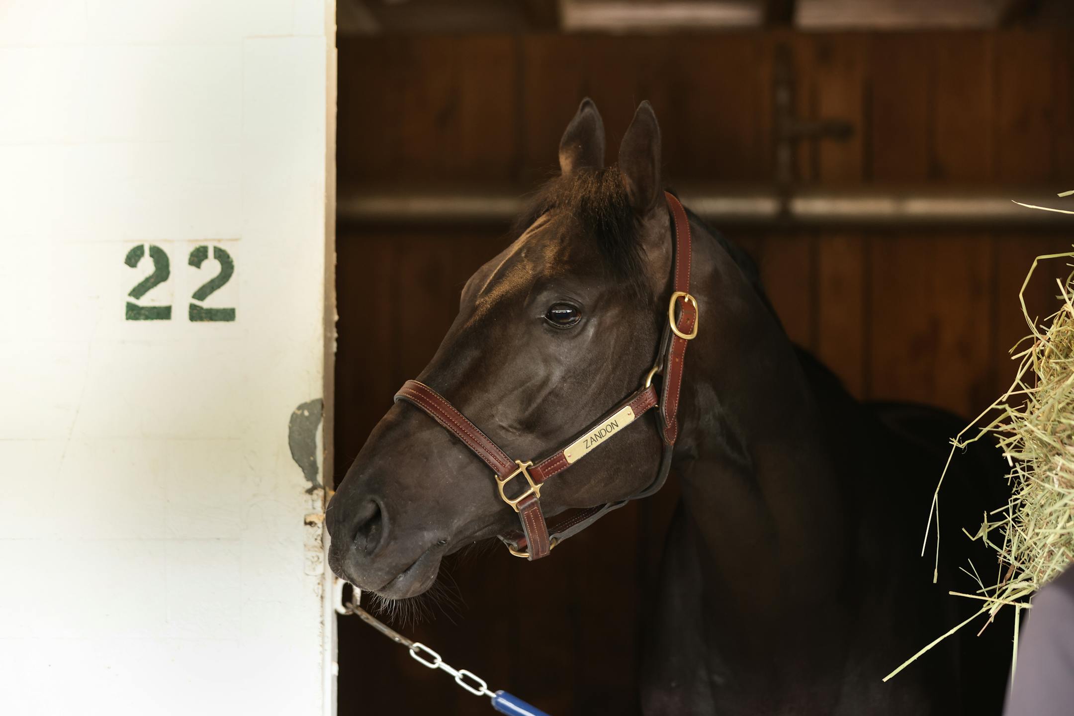 Zandon in his stall.