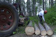 Thursday, May 31, 2001-Grand Rapids-This is the second day of a three-day Forest Summit being held by the DNR to explore new harvest techniques that c