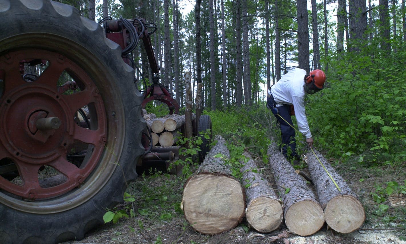 Thursday, May 31, 2001-Grand Rapids-This is the second day of a three-day Forest Summit being held by the DNR to explore new harvest techniques that could change the face of Minnesota forests.
John Leete, of J L Logging, measures red pines before cutting the timber into sections. the pine will be used to make 2x4s.