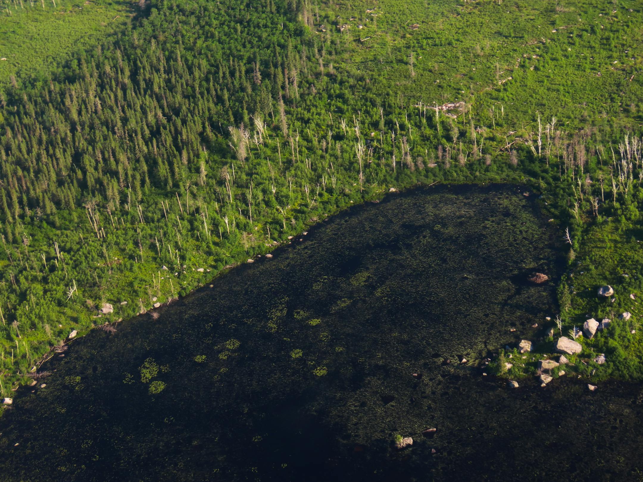An aerial view of wild rice on a lake close to the proposed Twin Metals Mine near Ely.