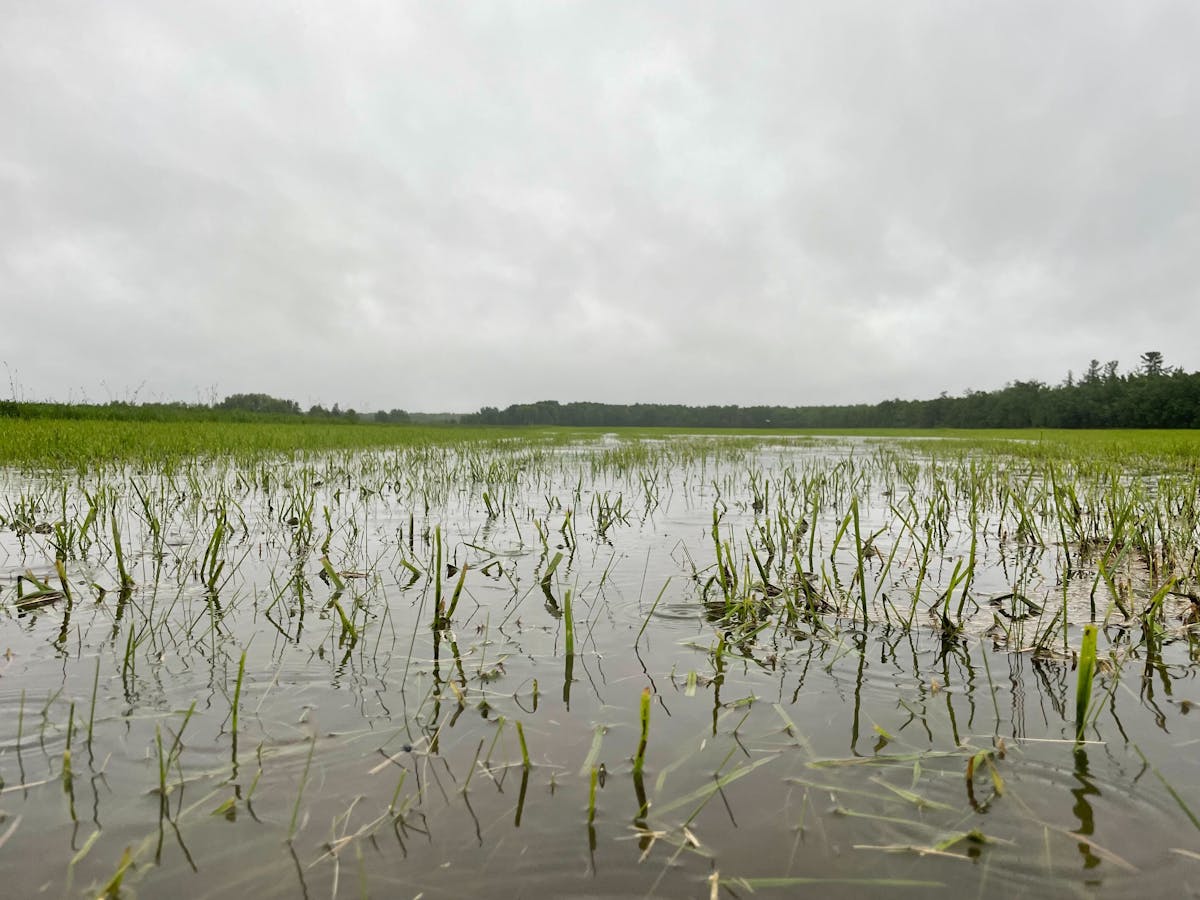 A flooded field near Backus, Minn., on Tuesday, June 18, 2024. (Kim Hyatt/Star Tribune)