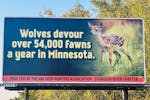 A University of Minnesota wolf research group set out to debunk this billboard purchased by deer hunters.