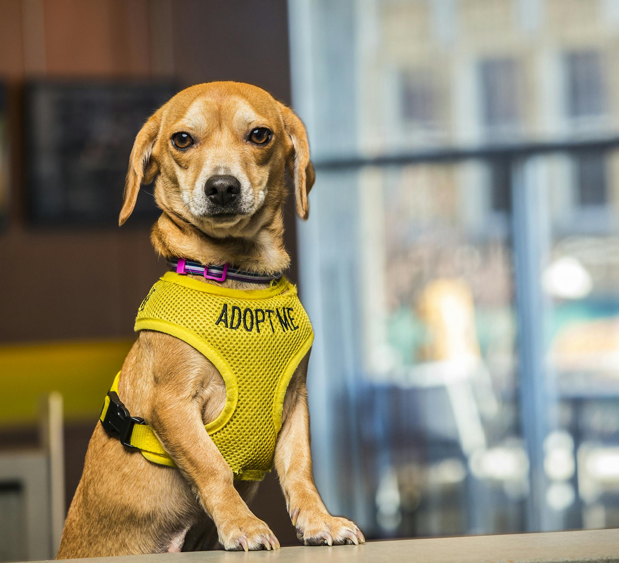 -- PHOTO MOVED IN ADVANCE AND NOT FOR USE - ONLINE OR IN PRINT - BEFORE OCT. 27, 2019. -- In an undated image provided by McKibbon Hospitality, Bubbles, a male beagle mix, up for adoption from the Aloft hotel in Asheville, N.C. To encourage pet adoption, big-name and boutique hotels are teaming up with local shelters and rescue groups by housing furry friends in their lobby. (McKibbon Hospitality via The New York Times) -- NO SALES; FOR EDITORIAL USE ONLY WITH NYT STORY HOTEL PET ADOPTION ADV27
